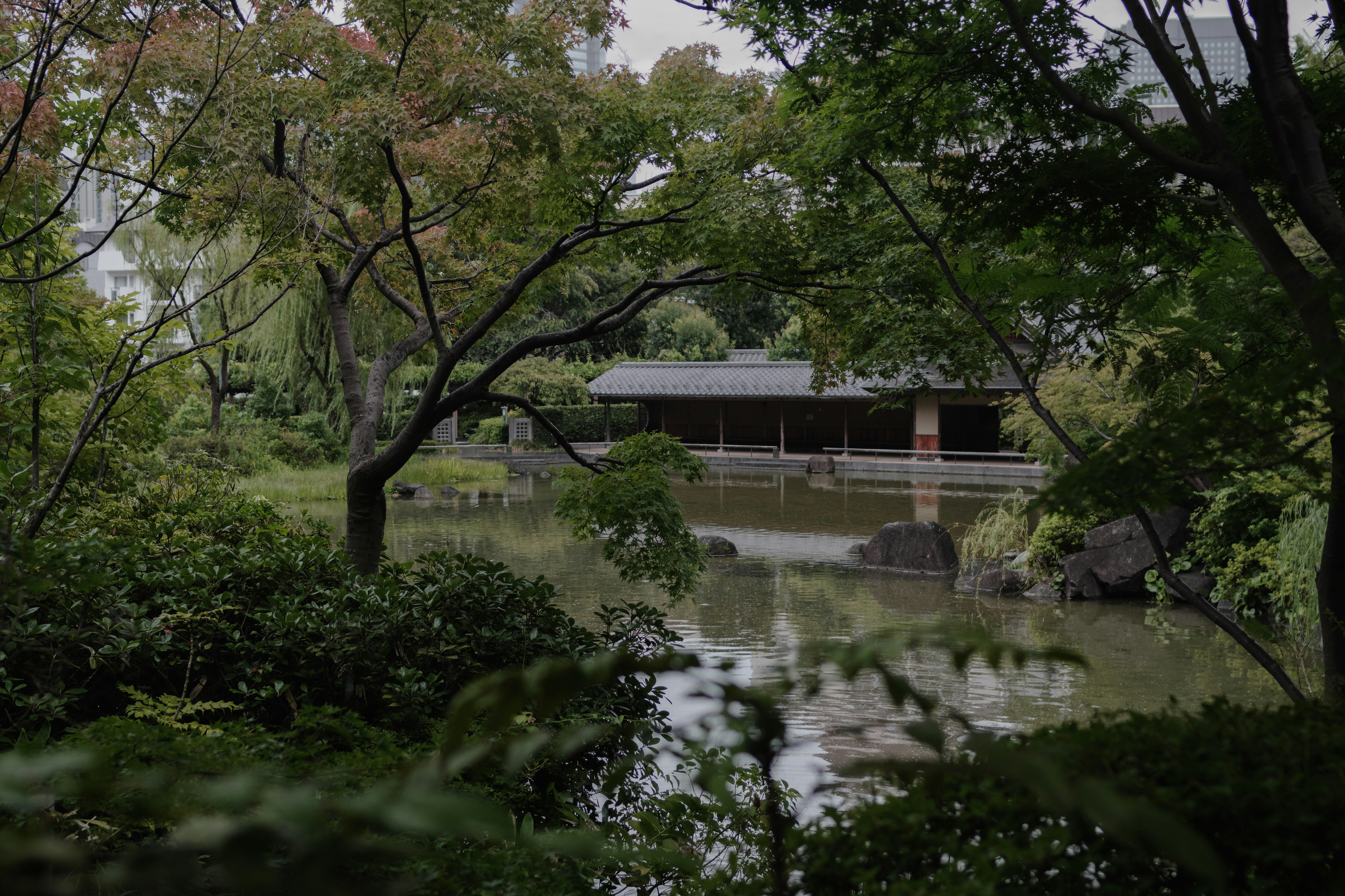 雨の檜町公園の池と木々の風景