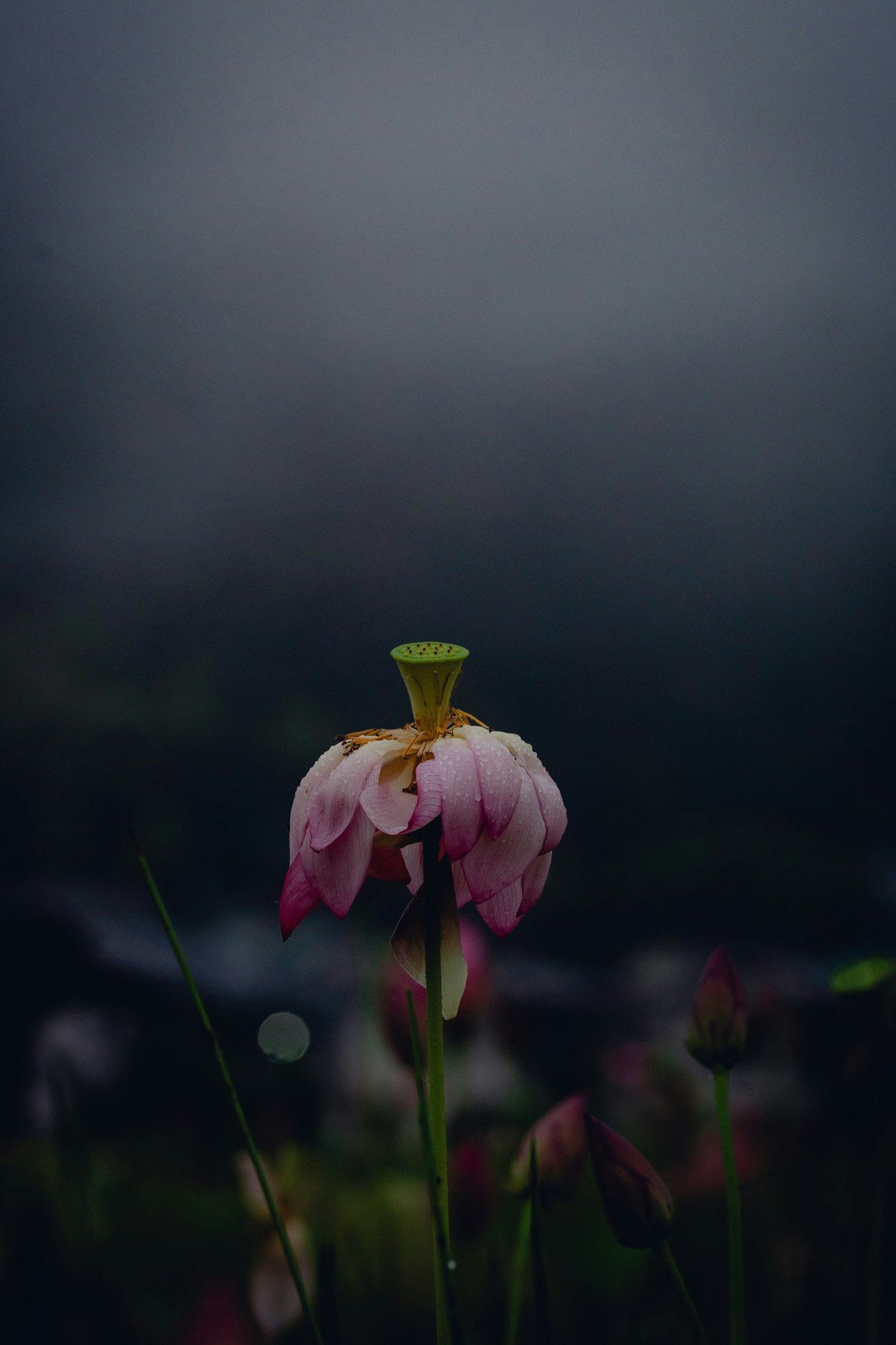 霧の夜明け前に咲く蓮の花