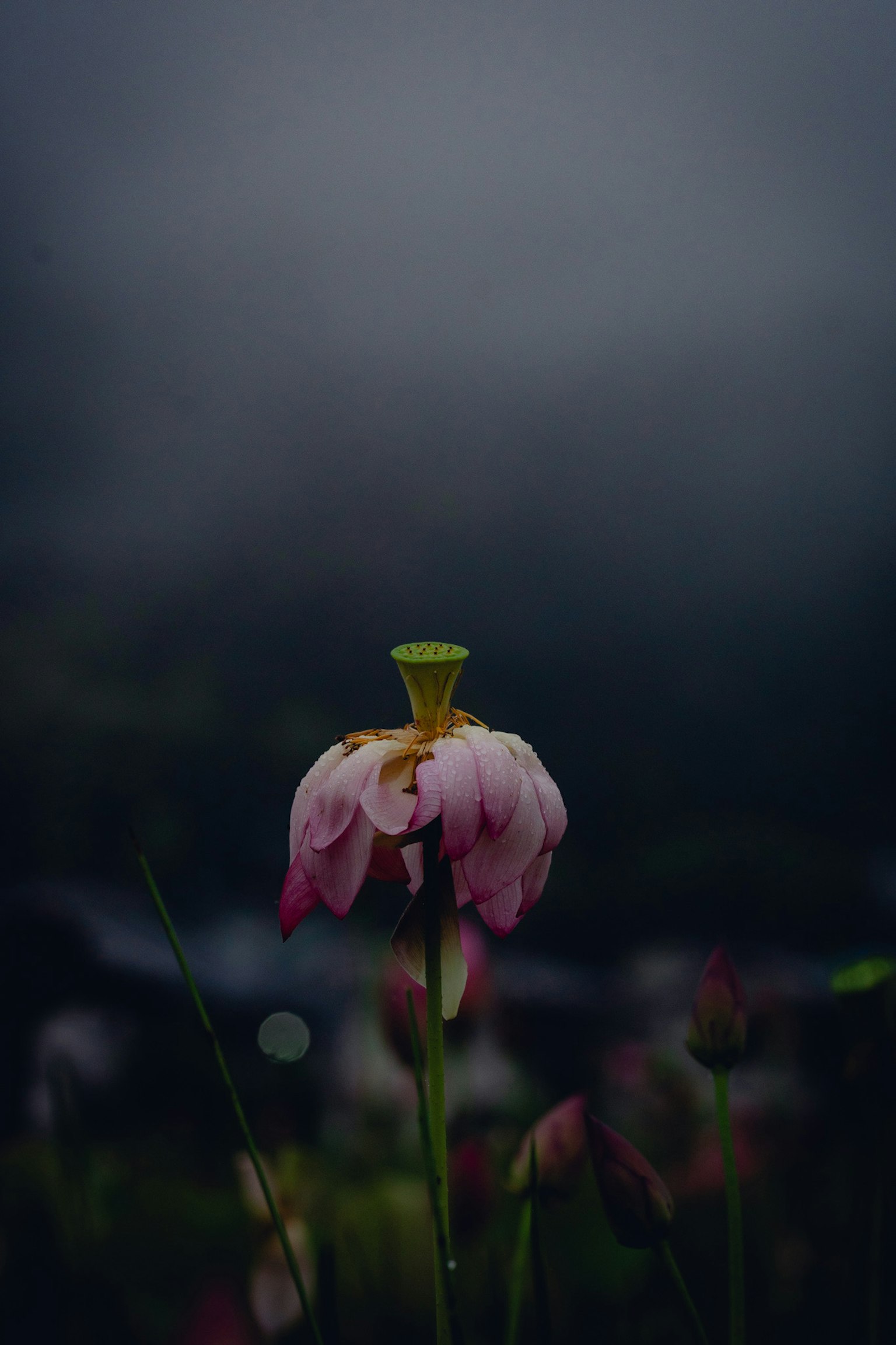 Cận cảnh hoa hồng nhạt đứng trong sương mù