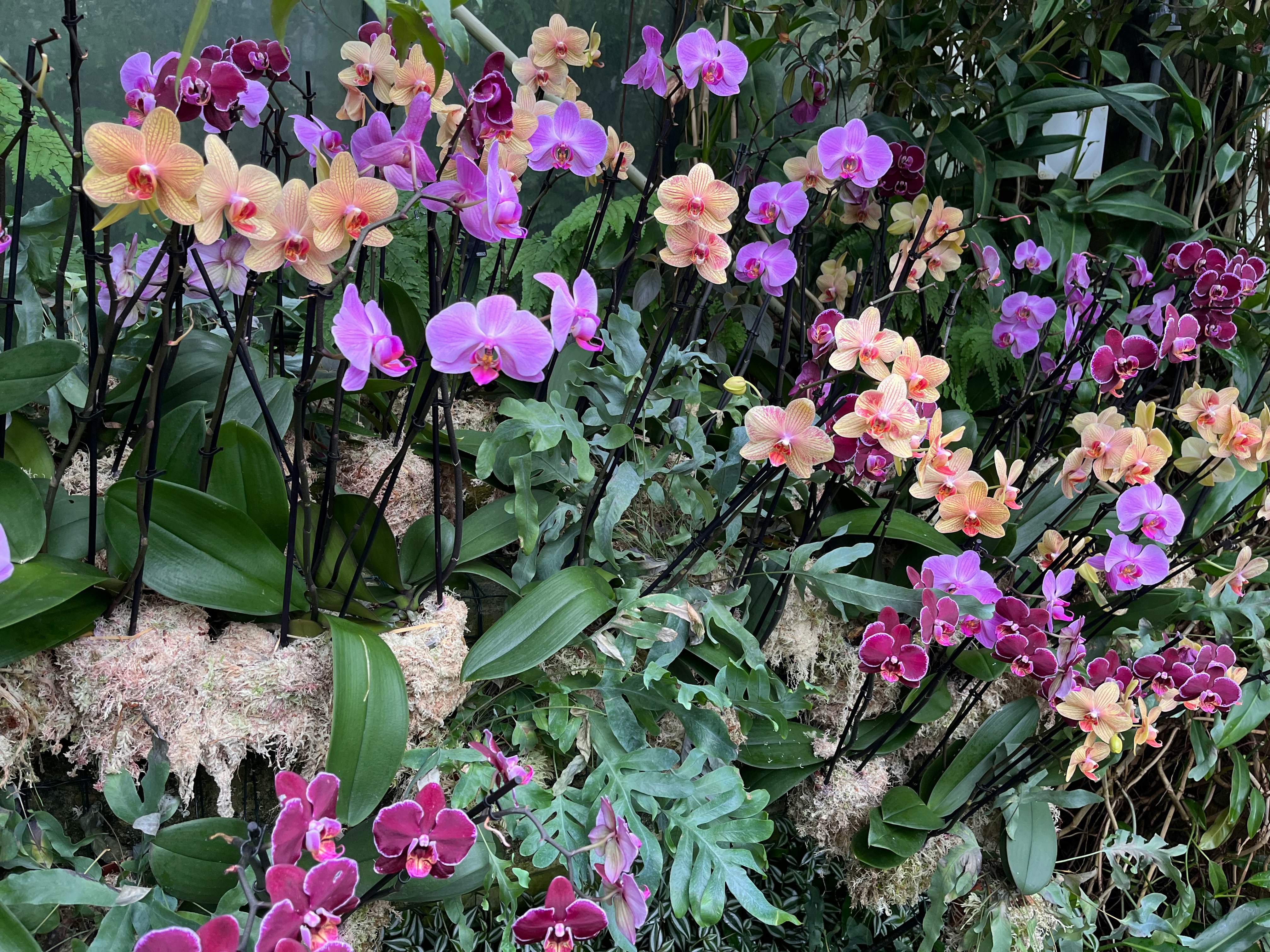 紫とピンクの胡蝶蘭が並ぶ花壇の寄りの景色
