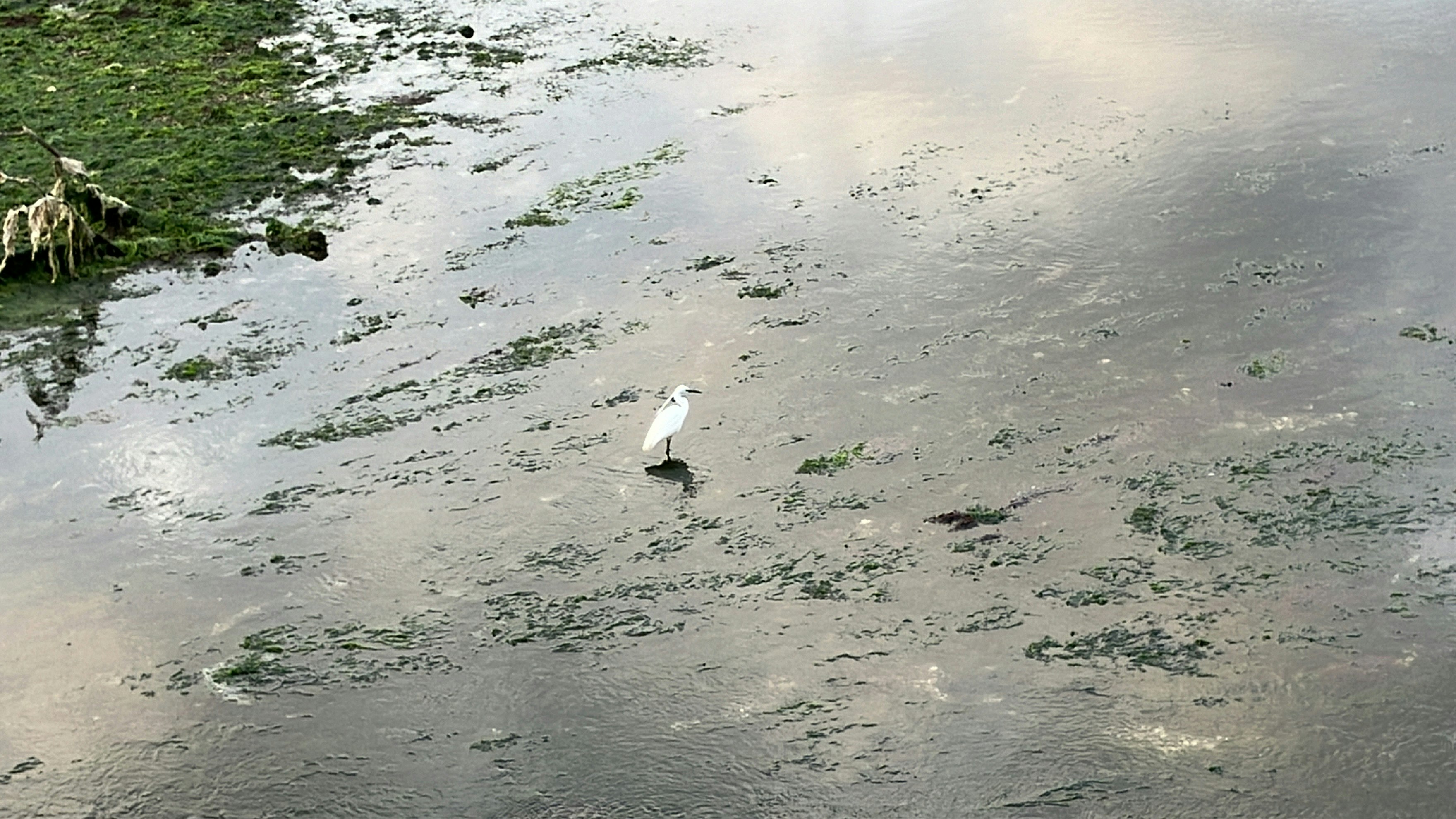 Natural landscape of shallow tidal flats with birds