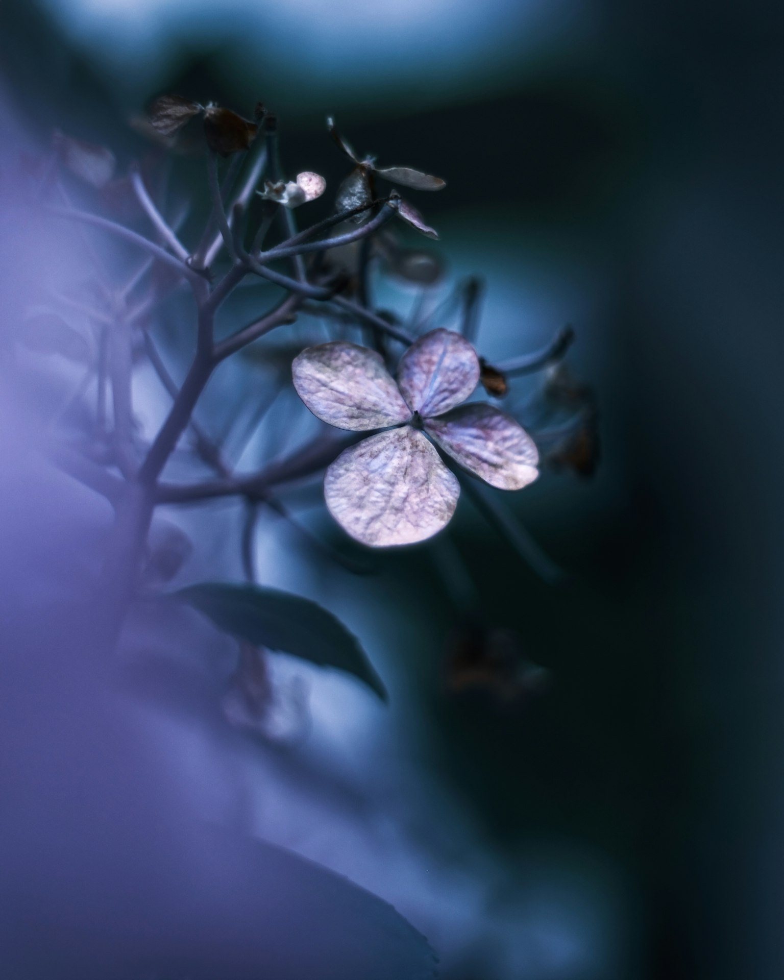 Primo piano di un fiore viola pallido su uno sfondo blu