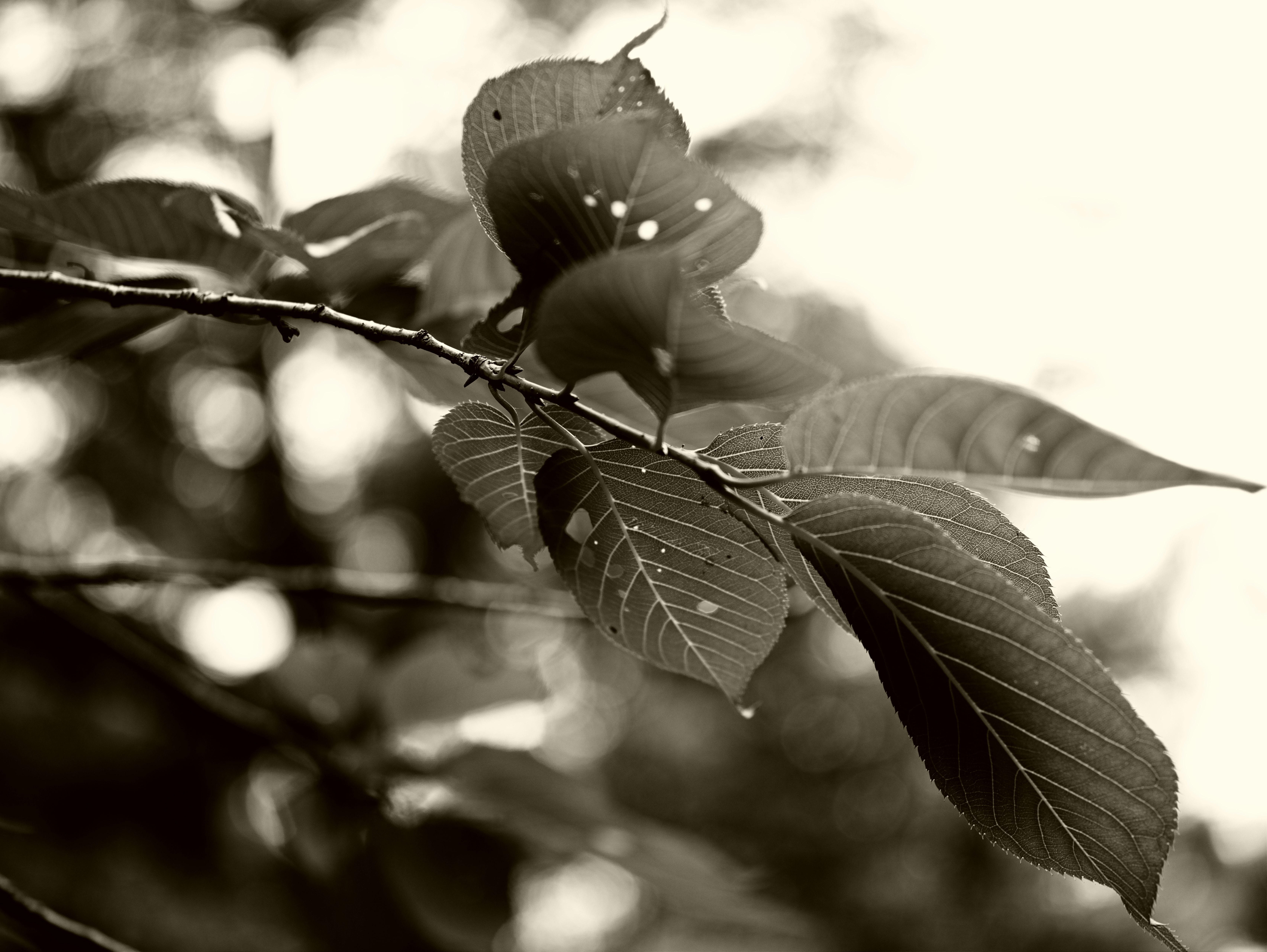 Close-up bunga dan daun di atas ranting