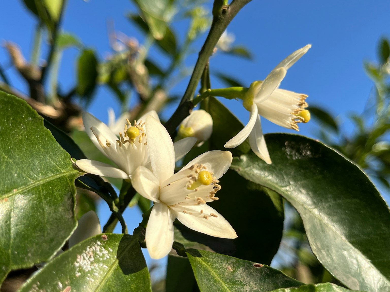Fleur d'agrumes avec des pétales blancs et des feuilles vertes