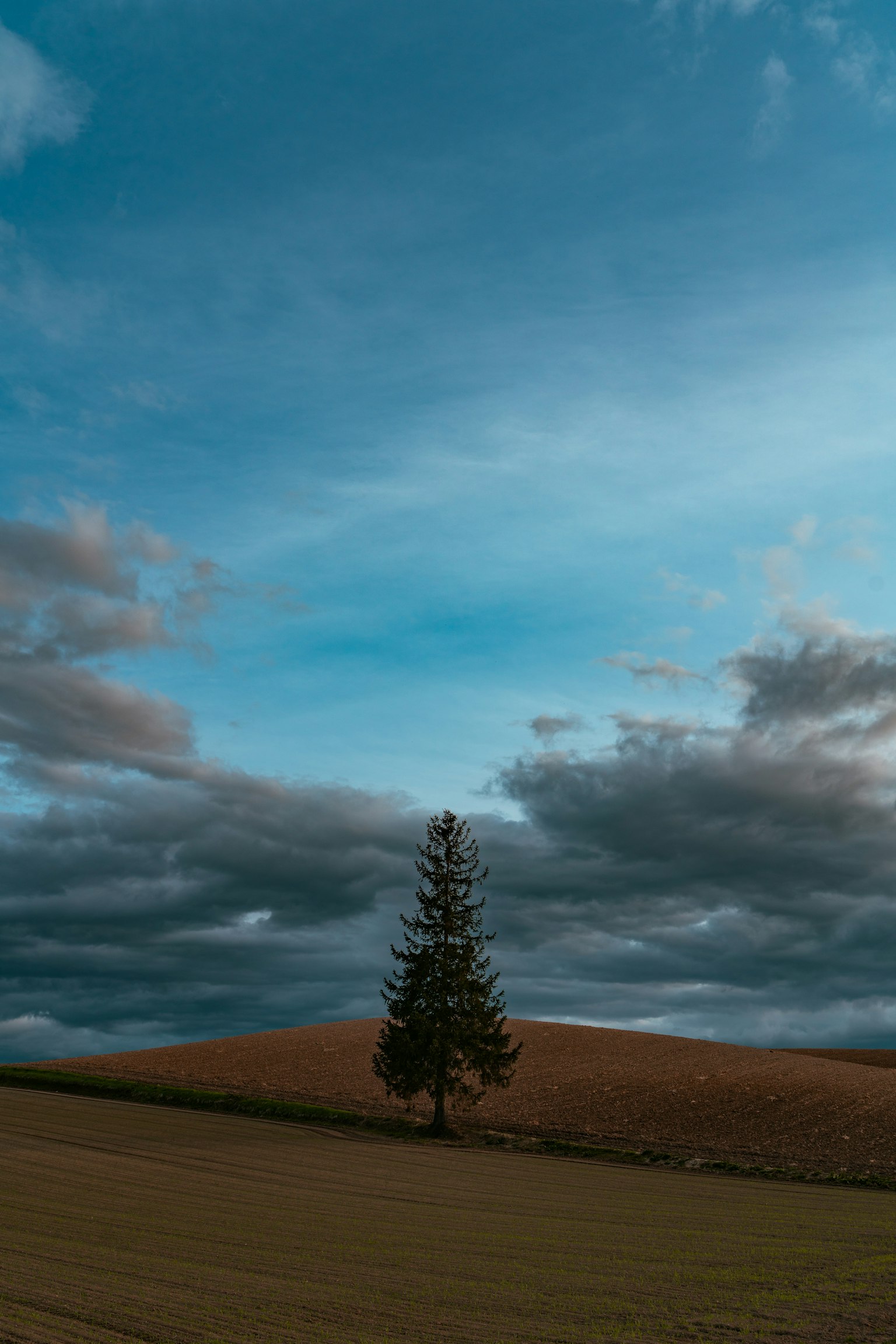 A solitary tree stands against a backdrop of blue sky and clouds