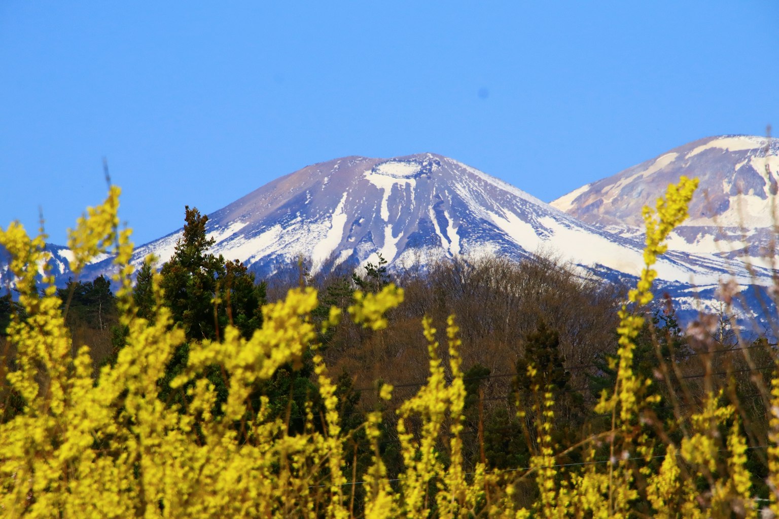 Vue pittoresque de montagnes enneigées avec des fleurs jaunes au premier plan