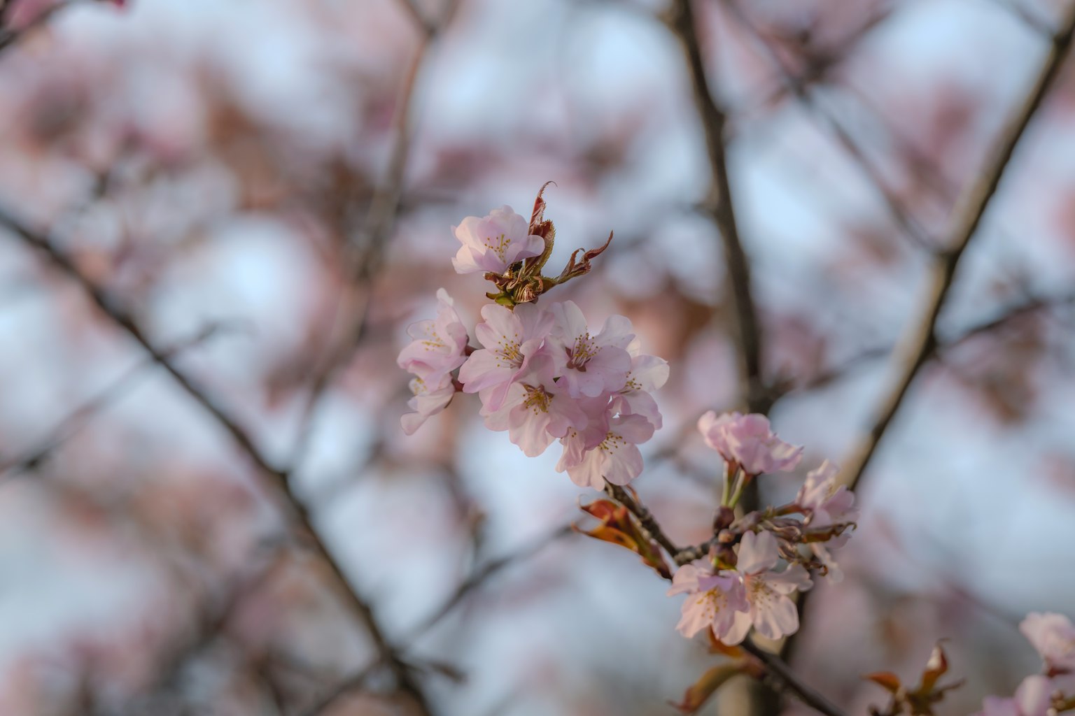 Close-up of cherry blossom flowers on branches