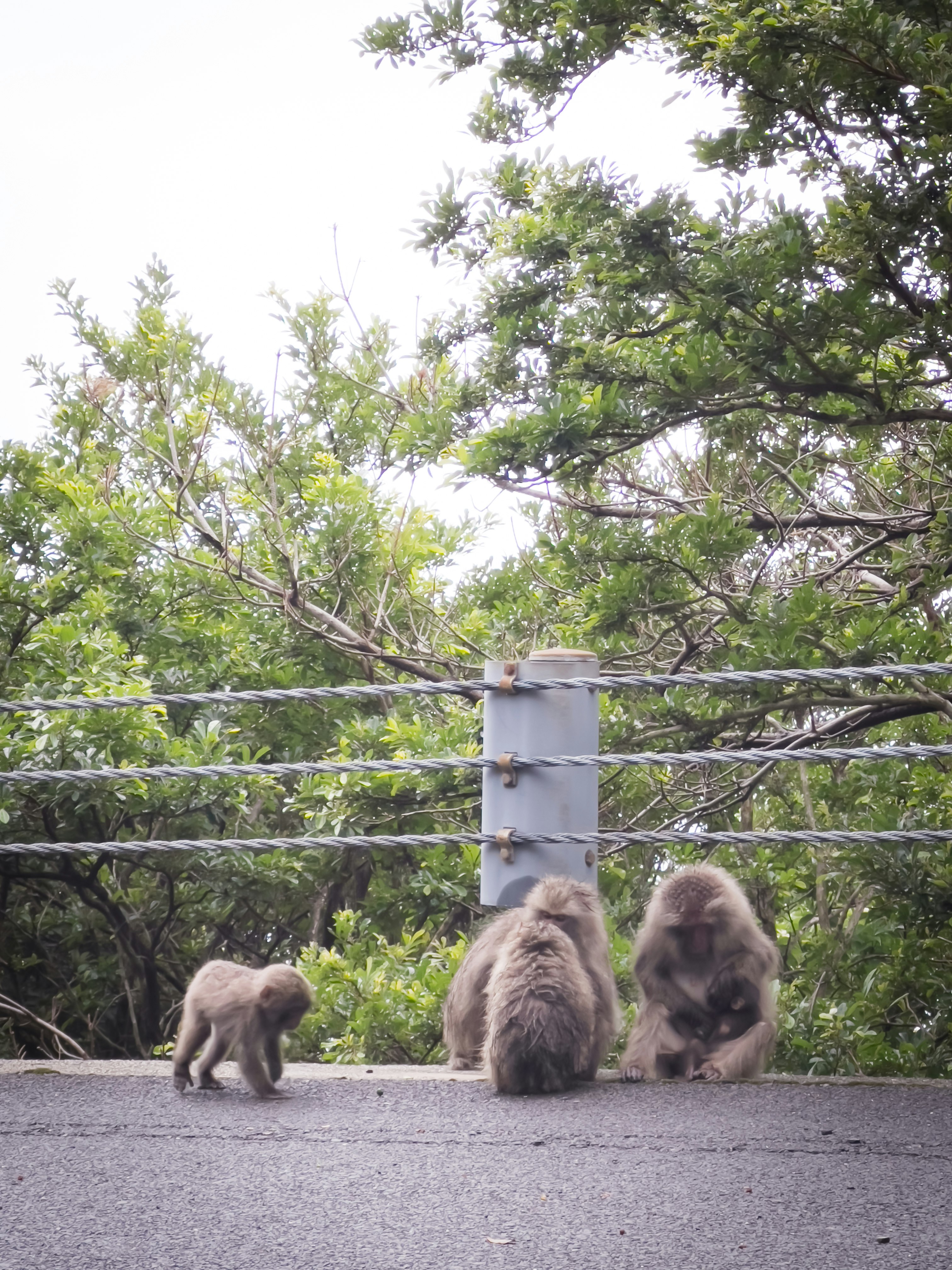 một nhóm gấu trúc mèo (raccoon) đang ăn cỏ trên đường