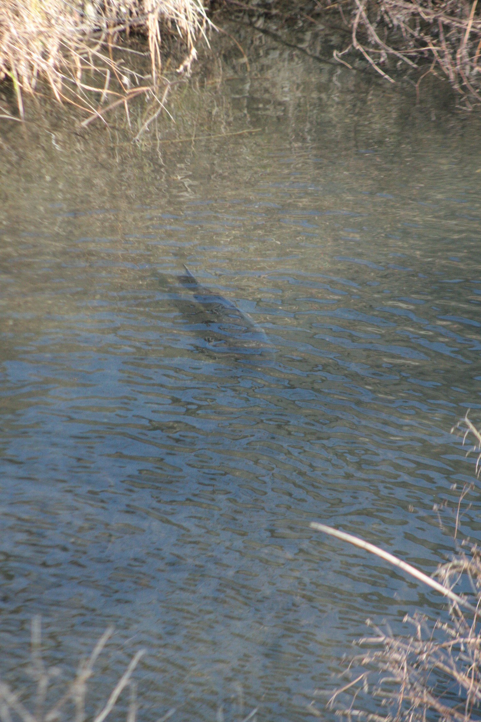Ombre réfléchie sur la surface de l'eau avec de l'herbe environnante