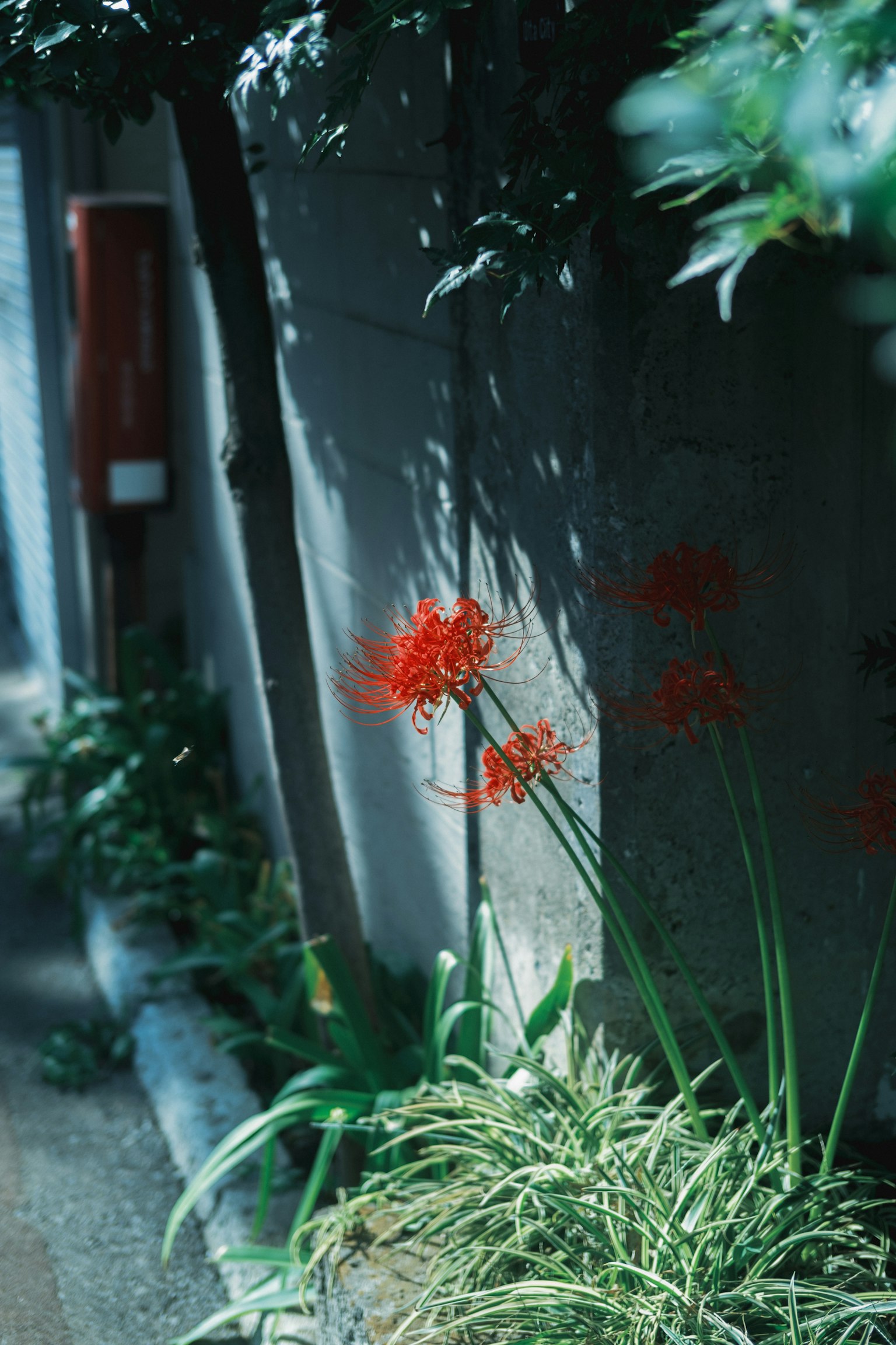 Cluster of red spider lilies in a garden corner