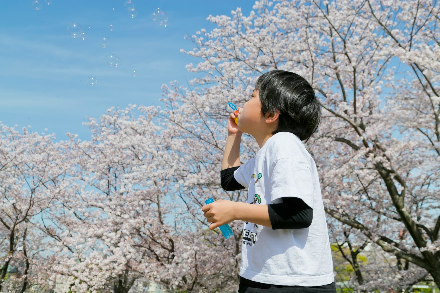 孩子在樱花树下吹泡泡蓝天