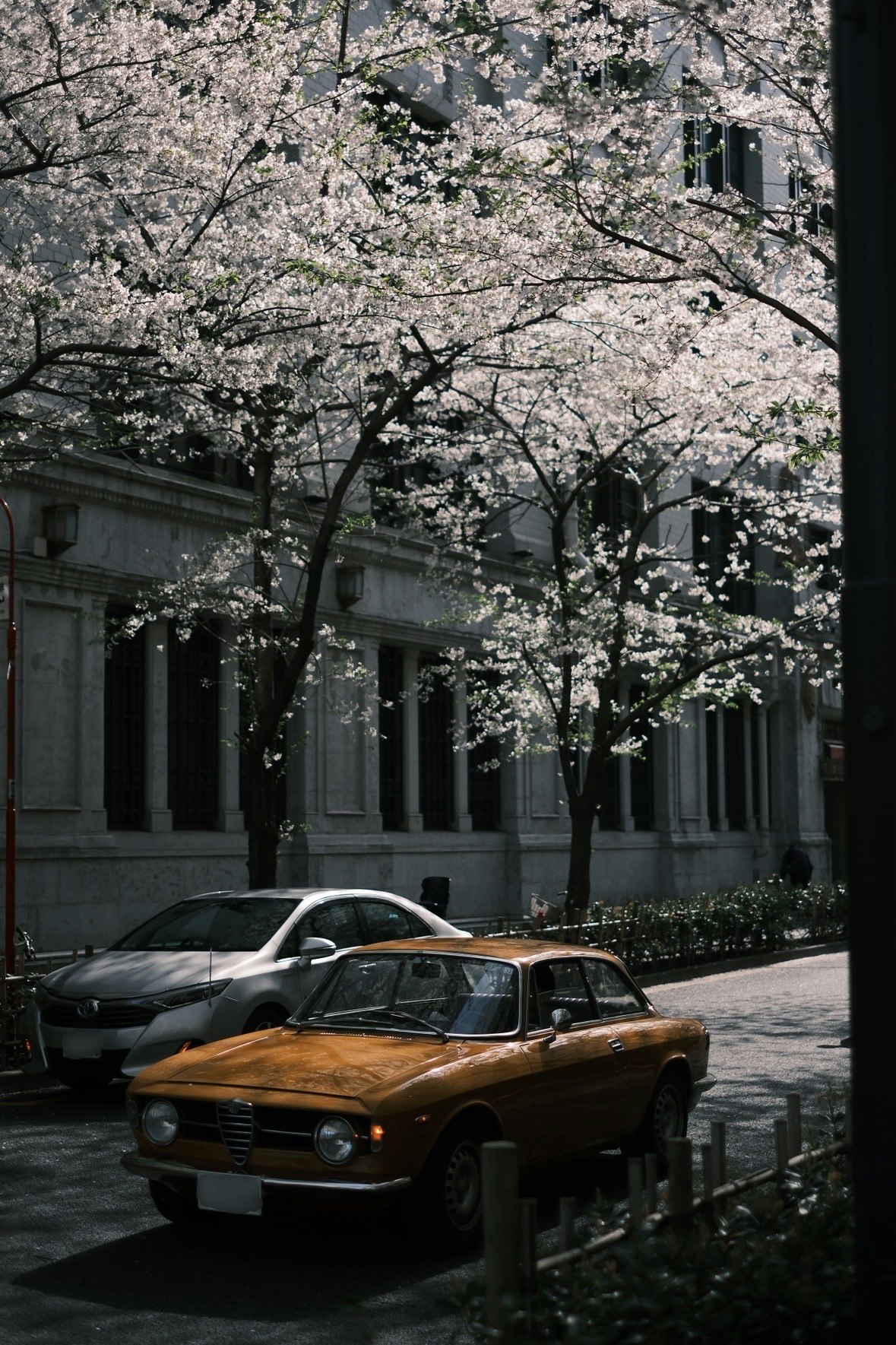 桜並木の下を走るクラシックカーと石造りの建物