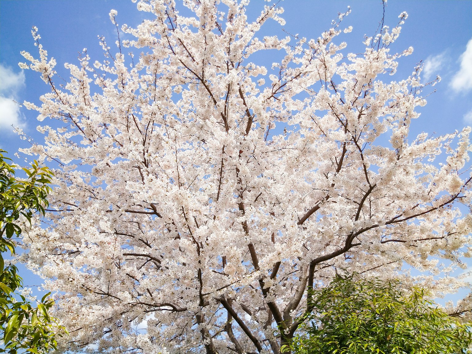 Un cerisier en fleurs avec des fleurs blanches sous un ciel bleu
