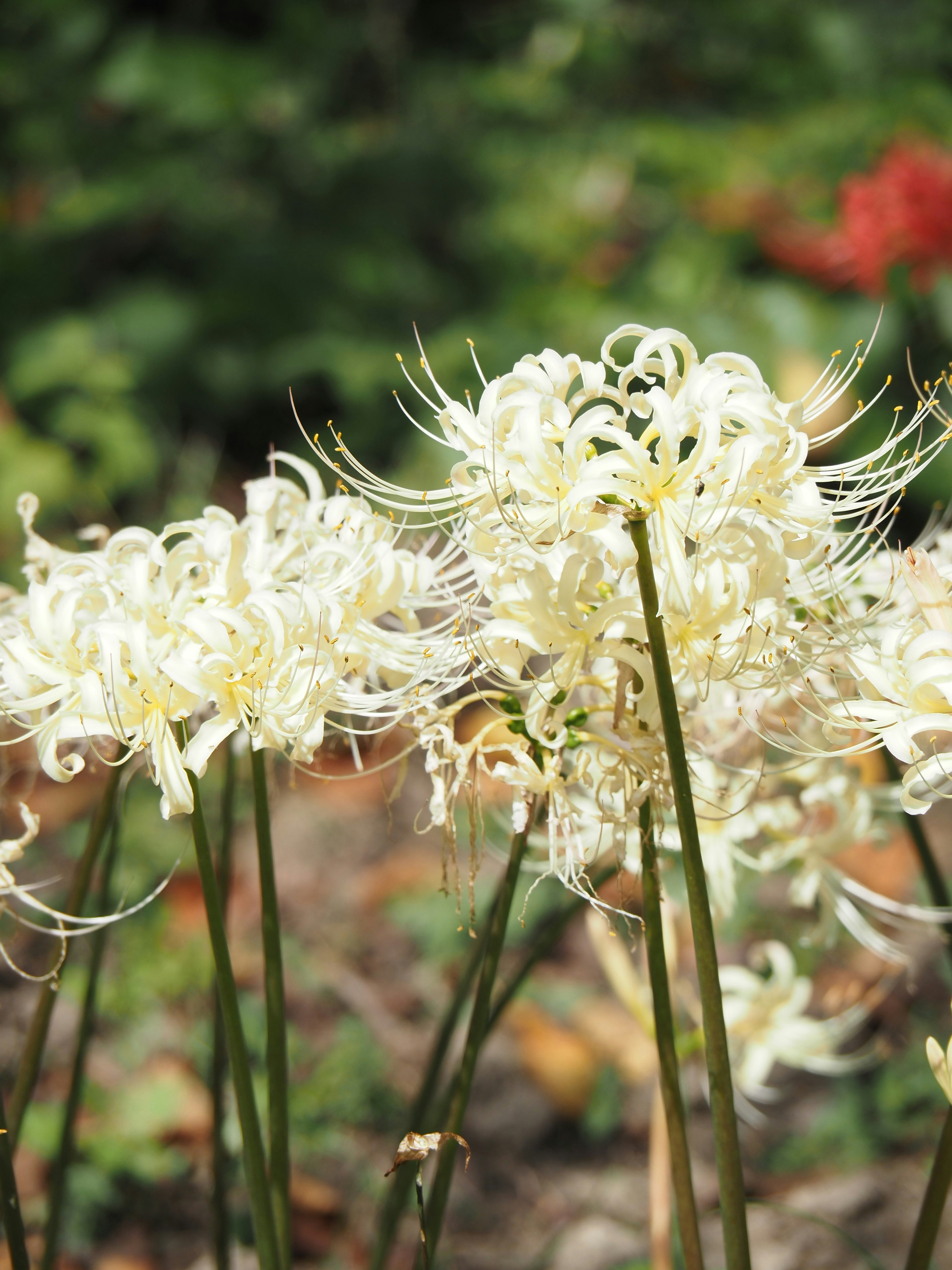 Nahaufnahme weißer Lycoris-Blüten (Higanbana)