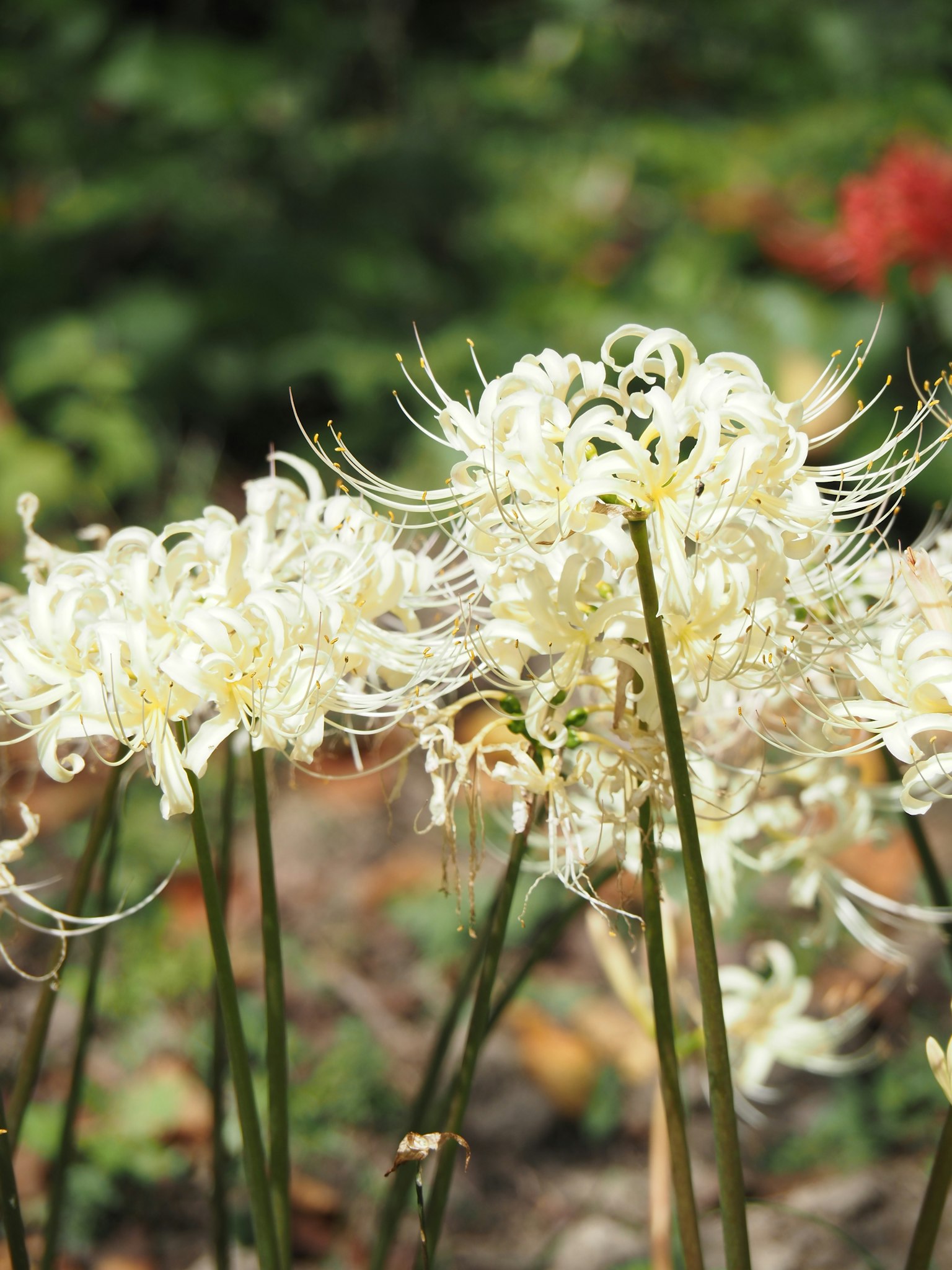 Cluster von weißen Blumen mit langen zarten Blütenblättern