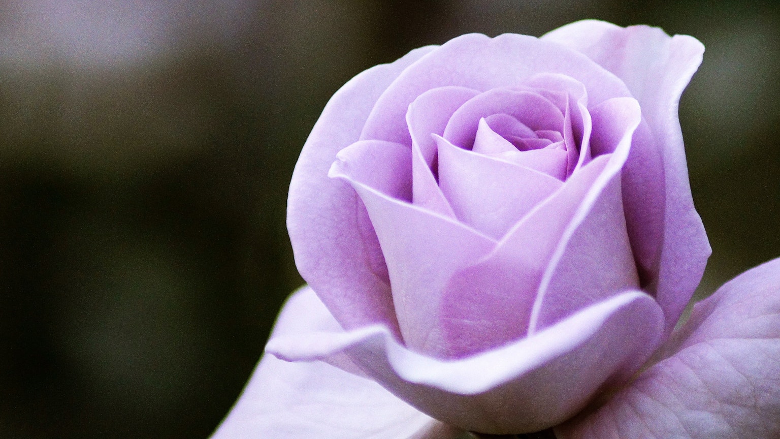 Primer plano de una rosa púrpura pálida