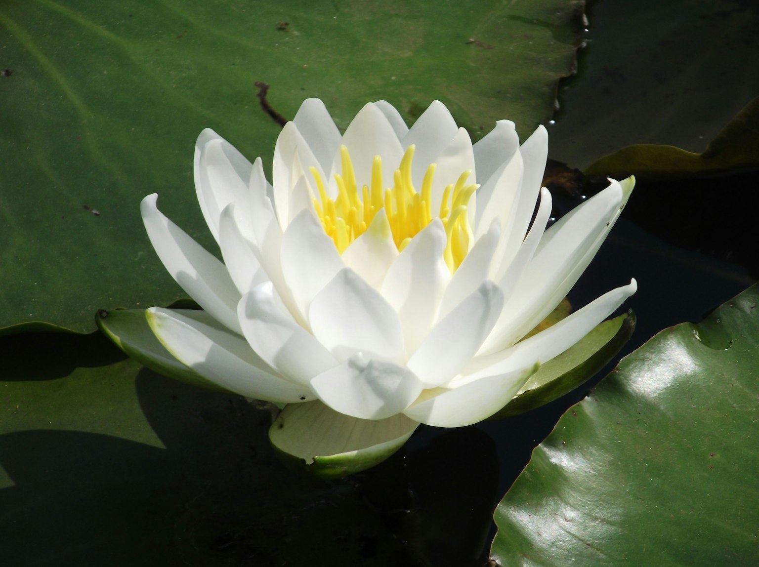 一朵白色的睡蓮漂浮在水面上