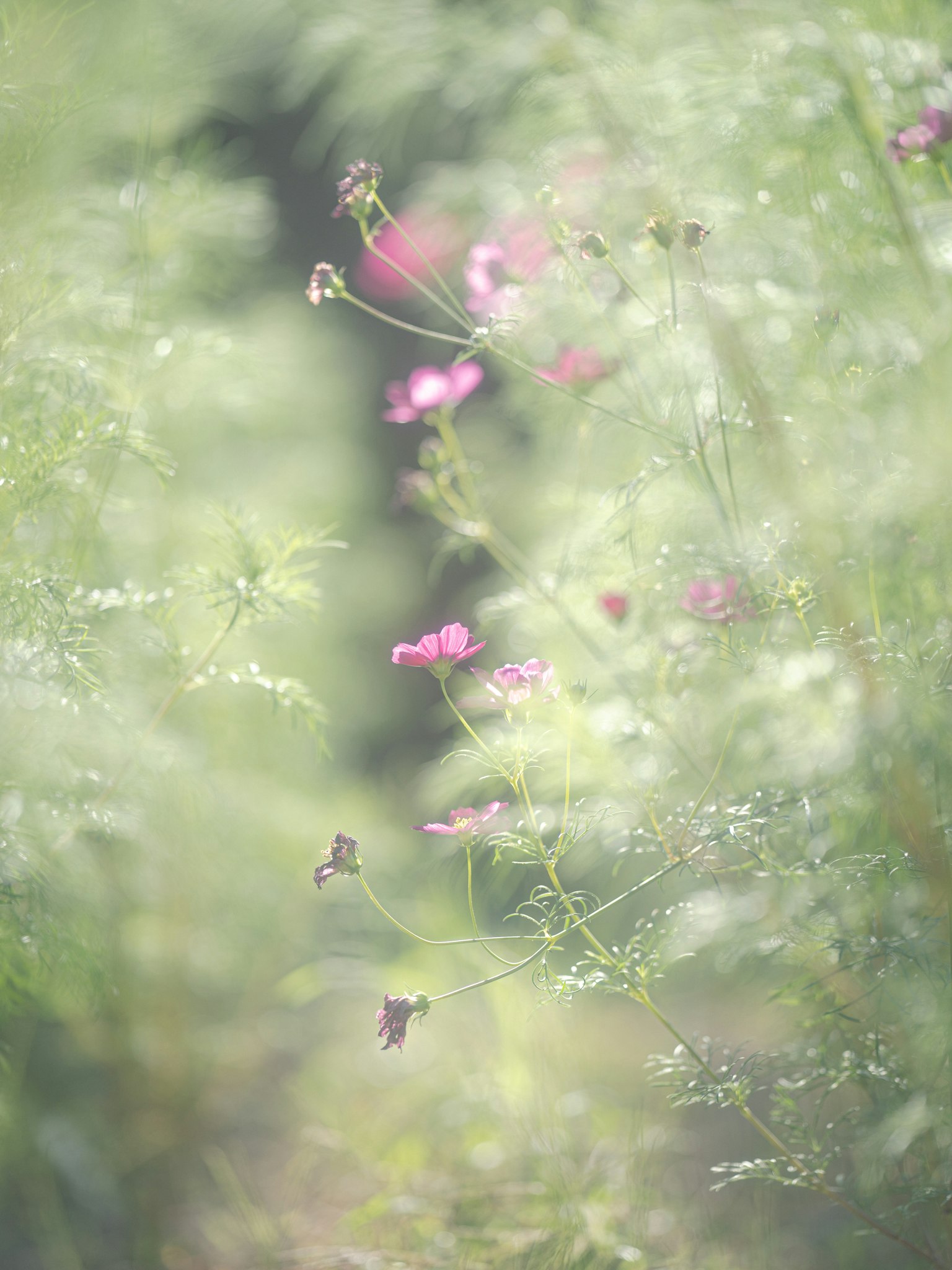 Un sendero de flores iluminado suavemente con flores rosas dispersas y un fondo borroso