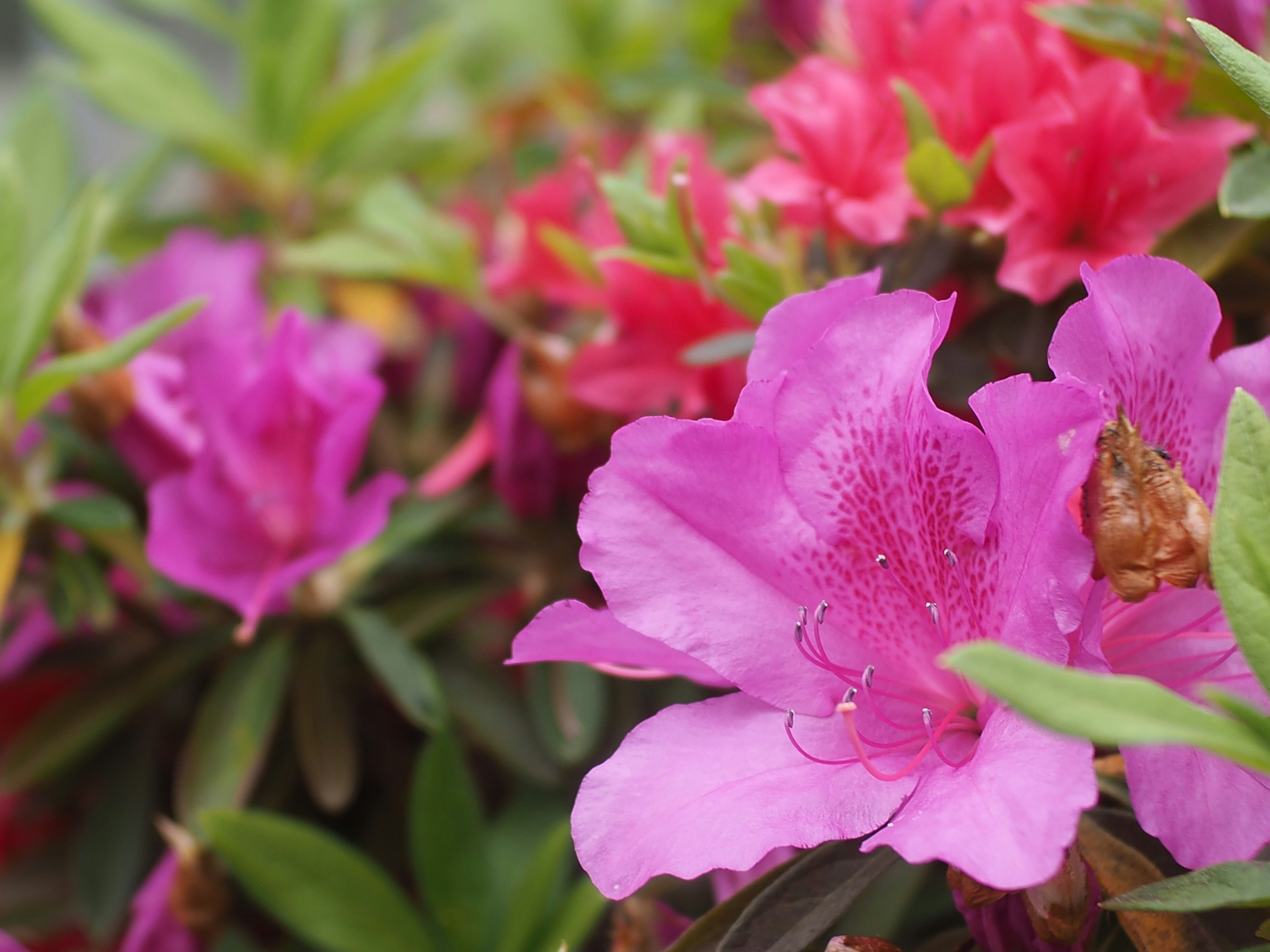 Nahaufnahme von rosa Azaleenblüten und Petaltextur