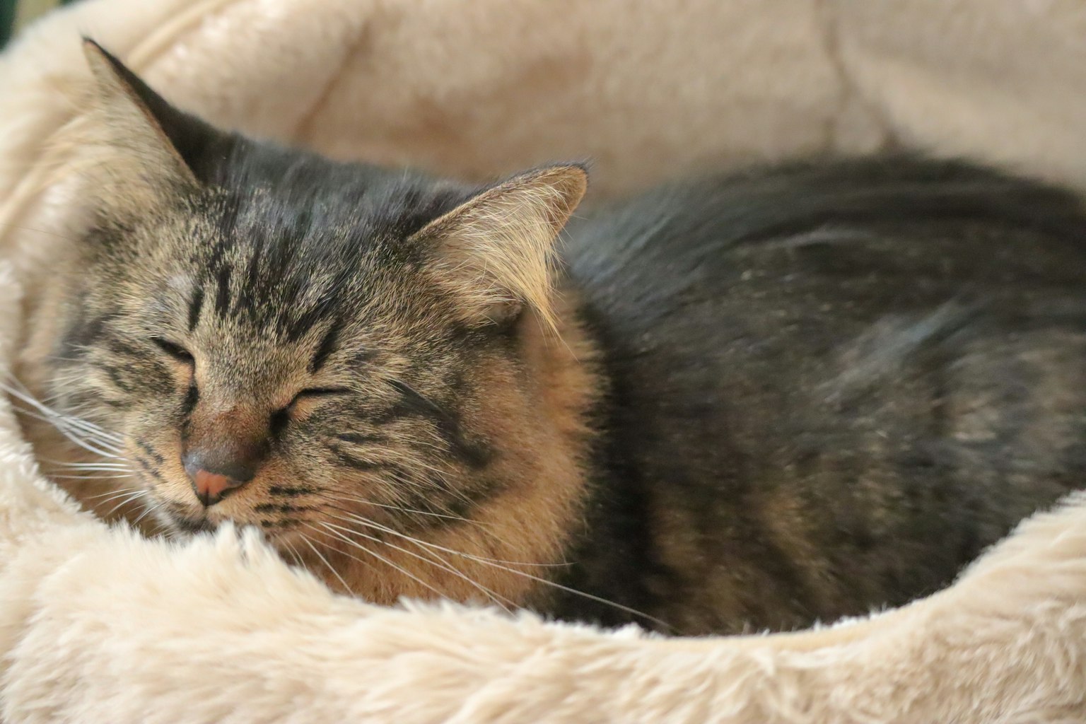 Graue Katze schläft in einem flauschigen Bett