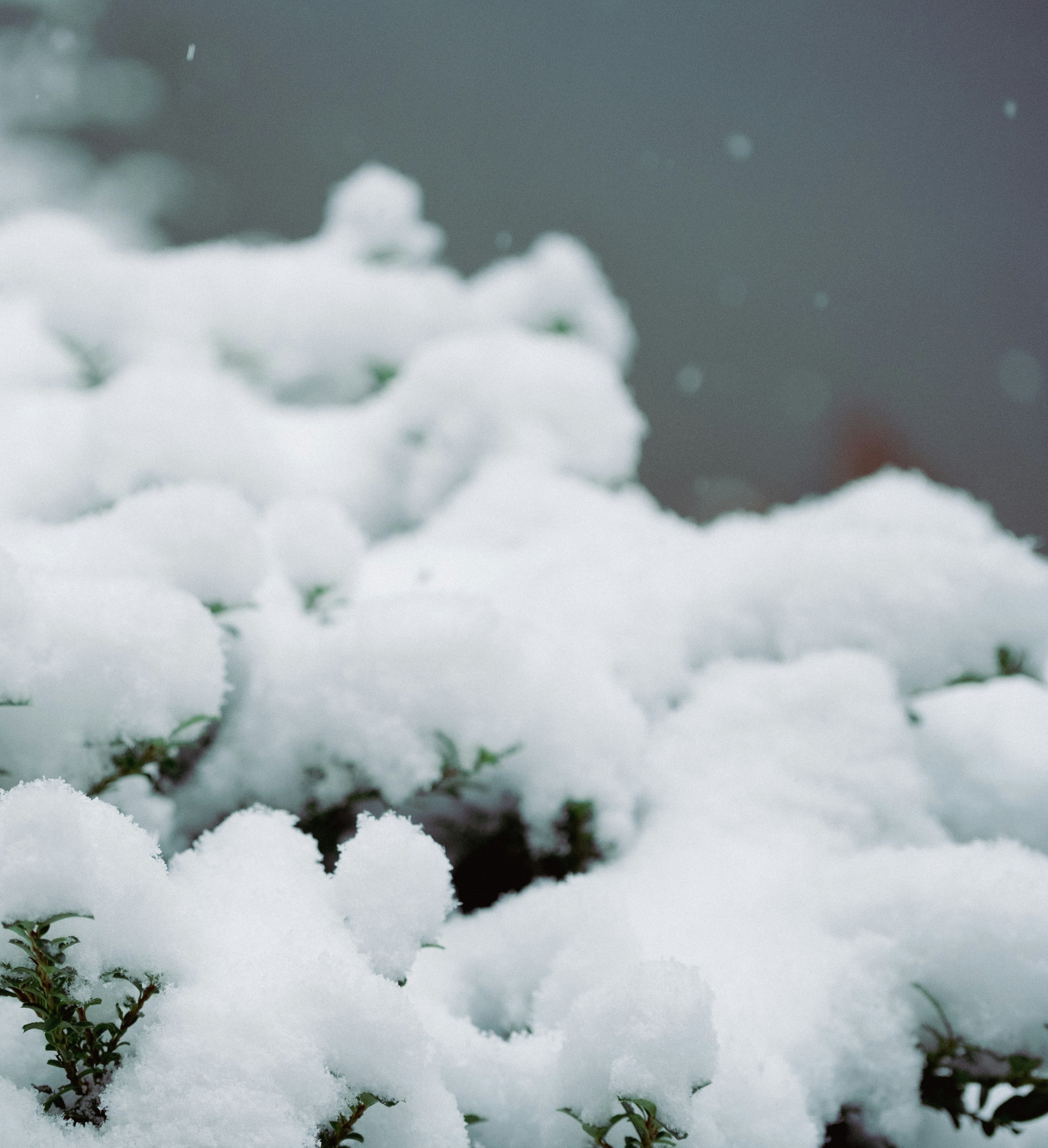 buissons recouverts de neige fraîche