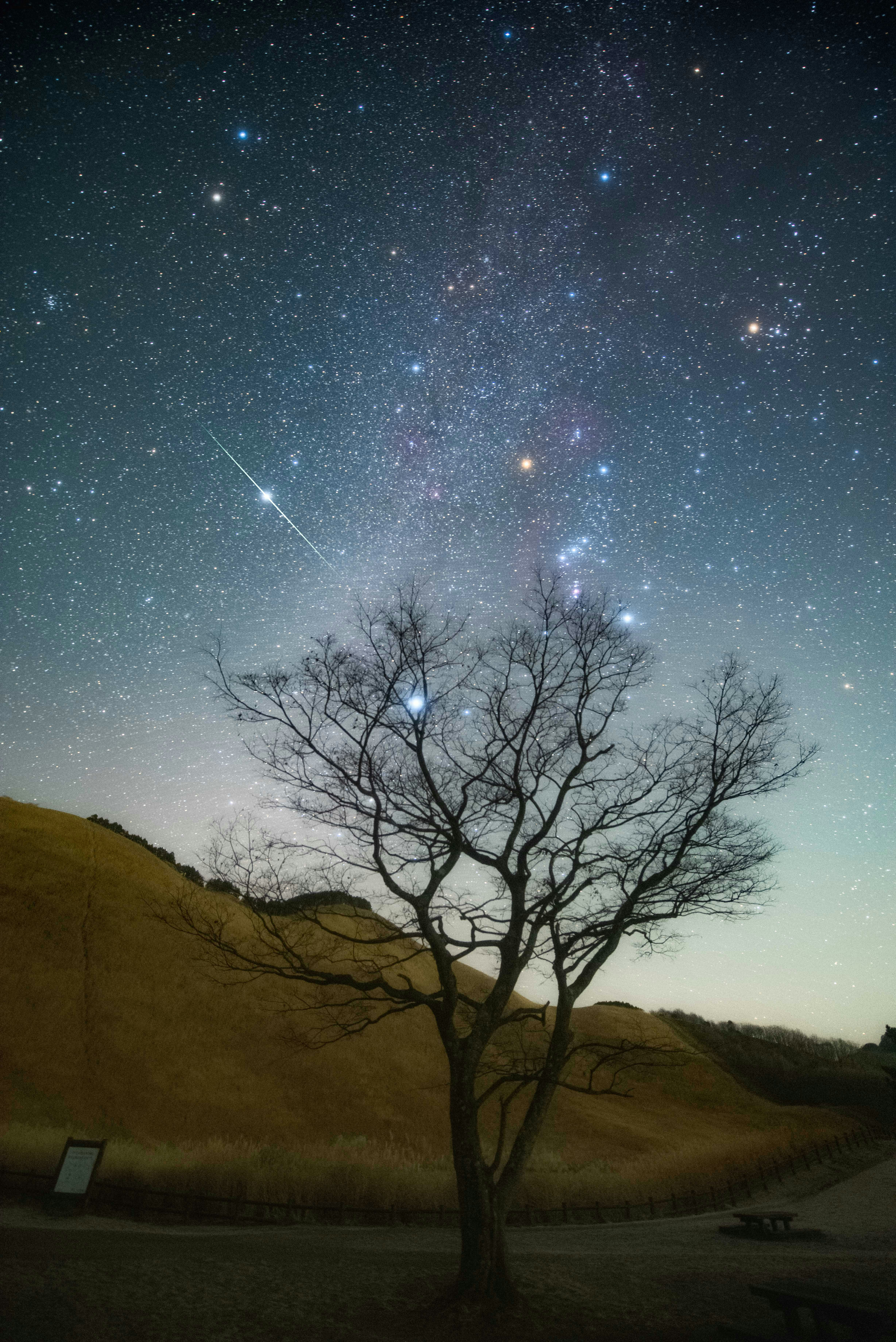 星空下山坡上的孤树