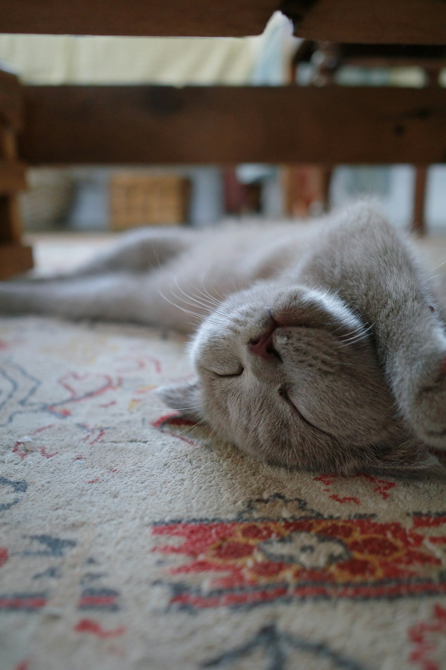 Kucing tidur bersantai di atas karpet