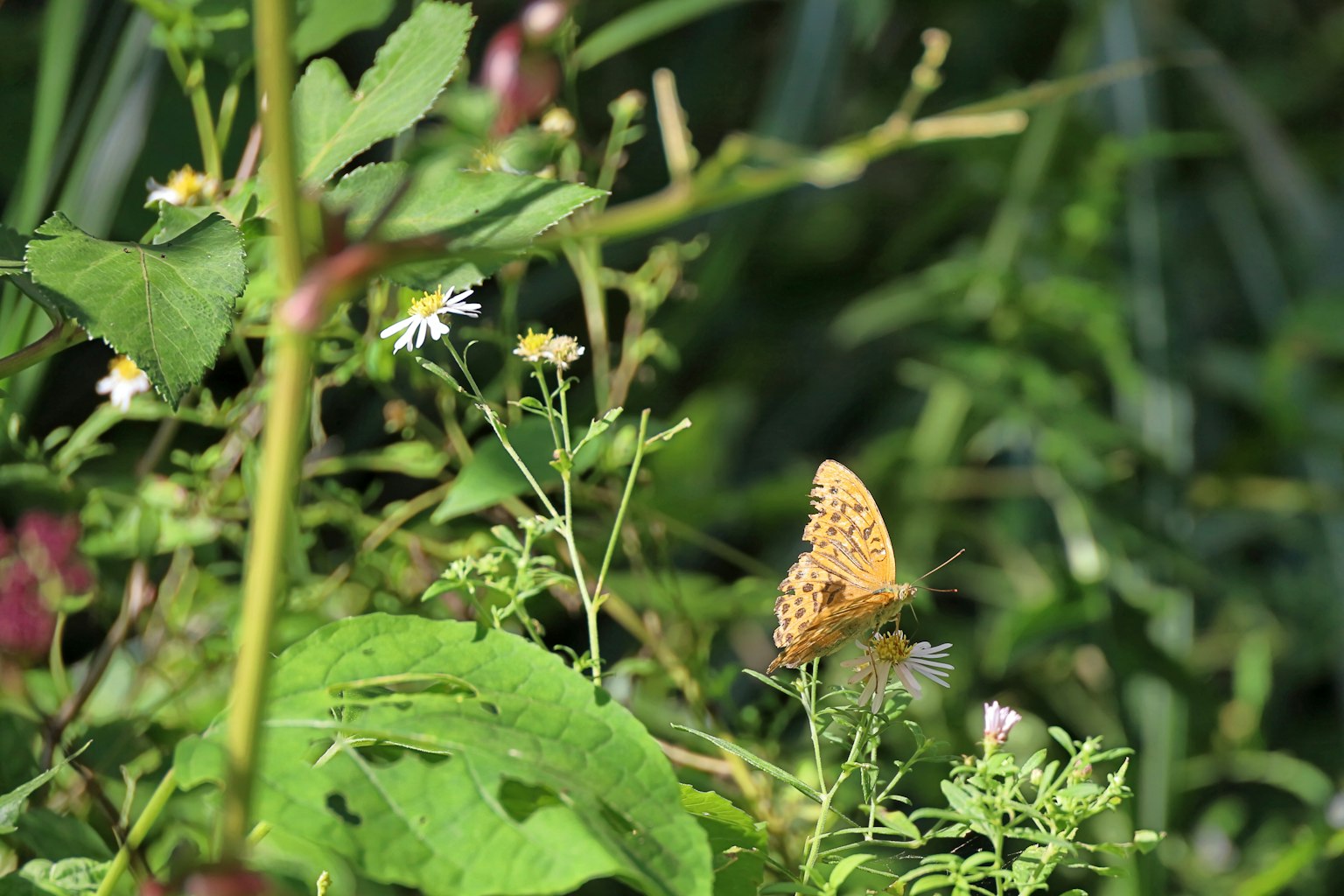 Una farfalla gialla appollaiata tra foglie verdi e fiori
