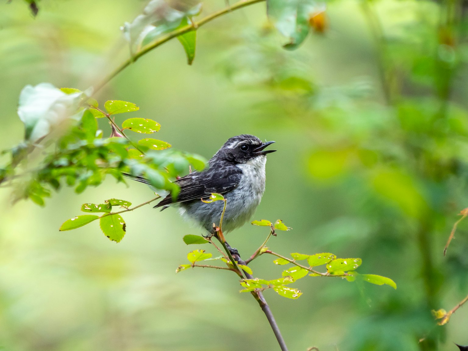Un petit oiseau chantant parmi des feuilles vertes