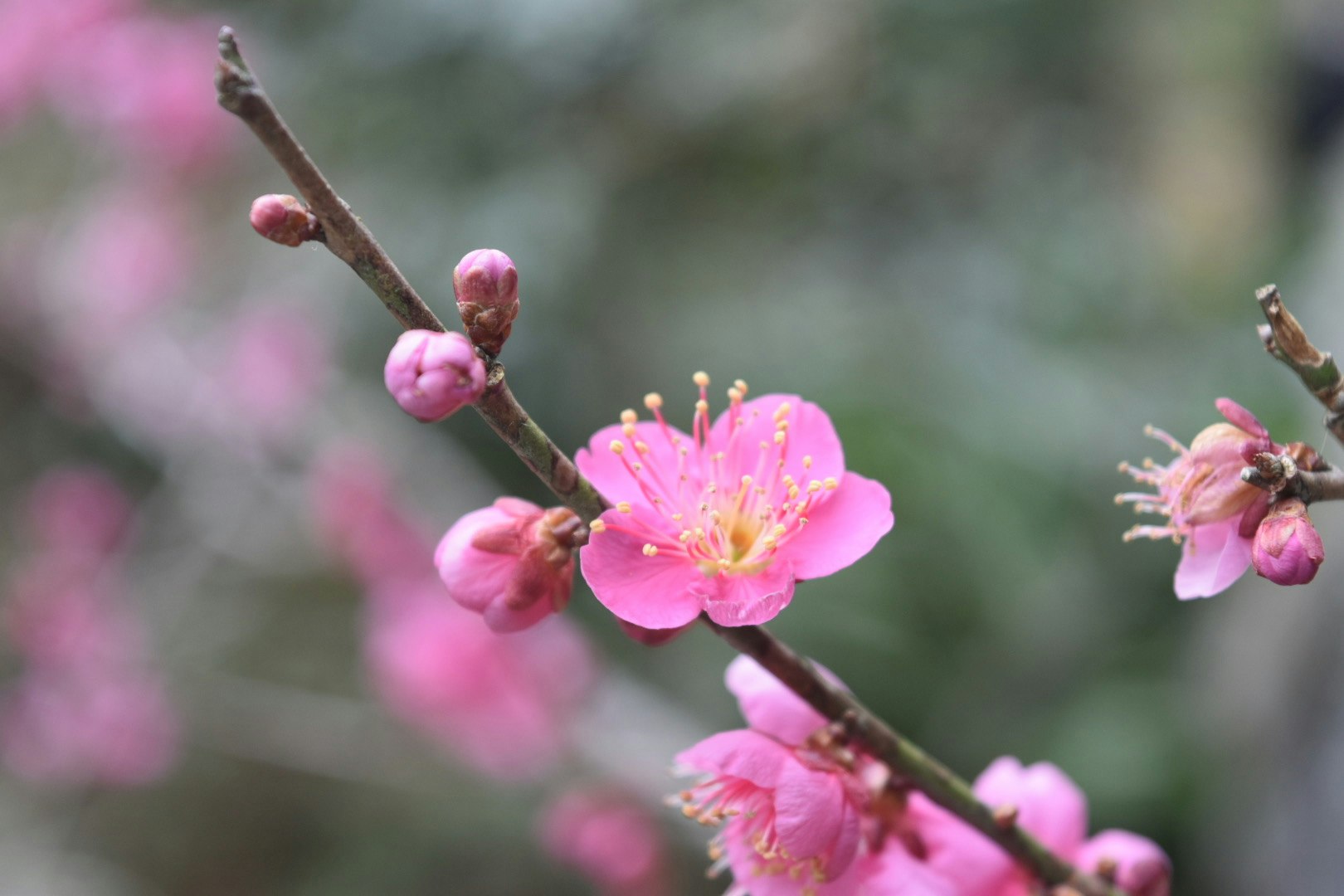 桃色の花が咲く枝のマクロ画像