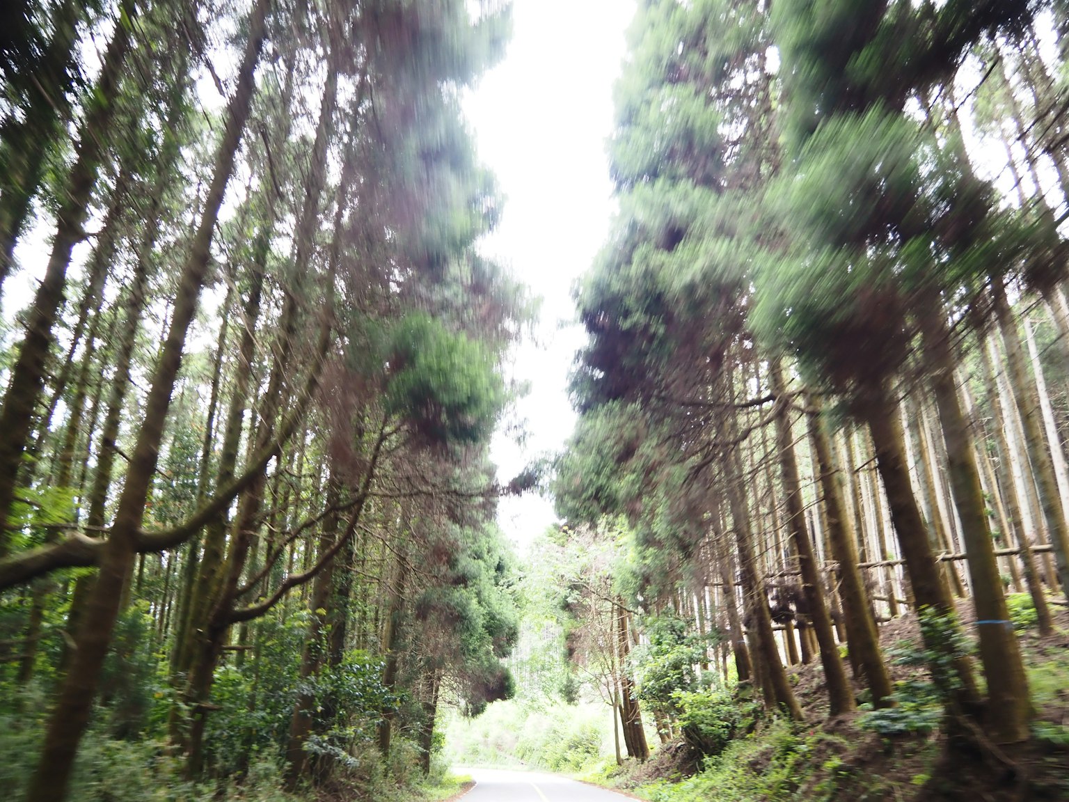 Una vista di un sentiero attraverso una foresta verdeggiante