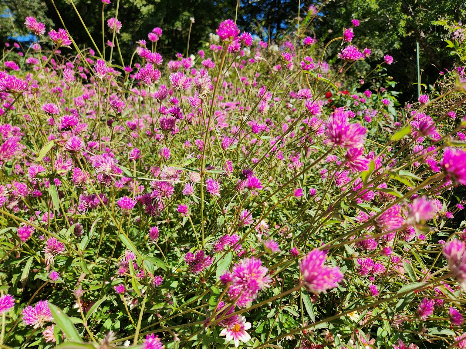 Flores rosas vibrantes en plena floración en un denso grupo