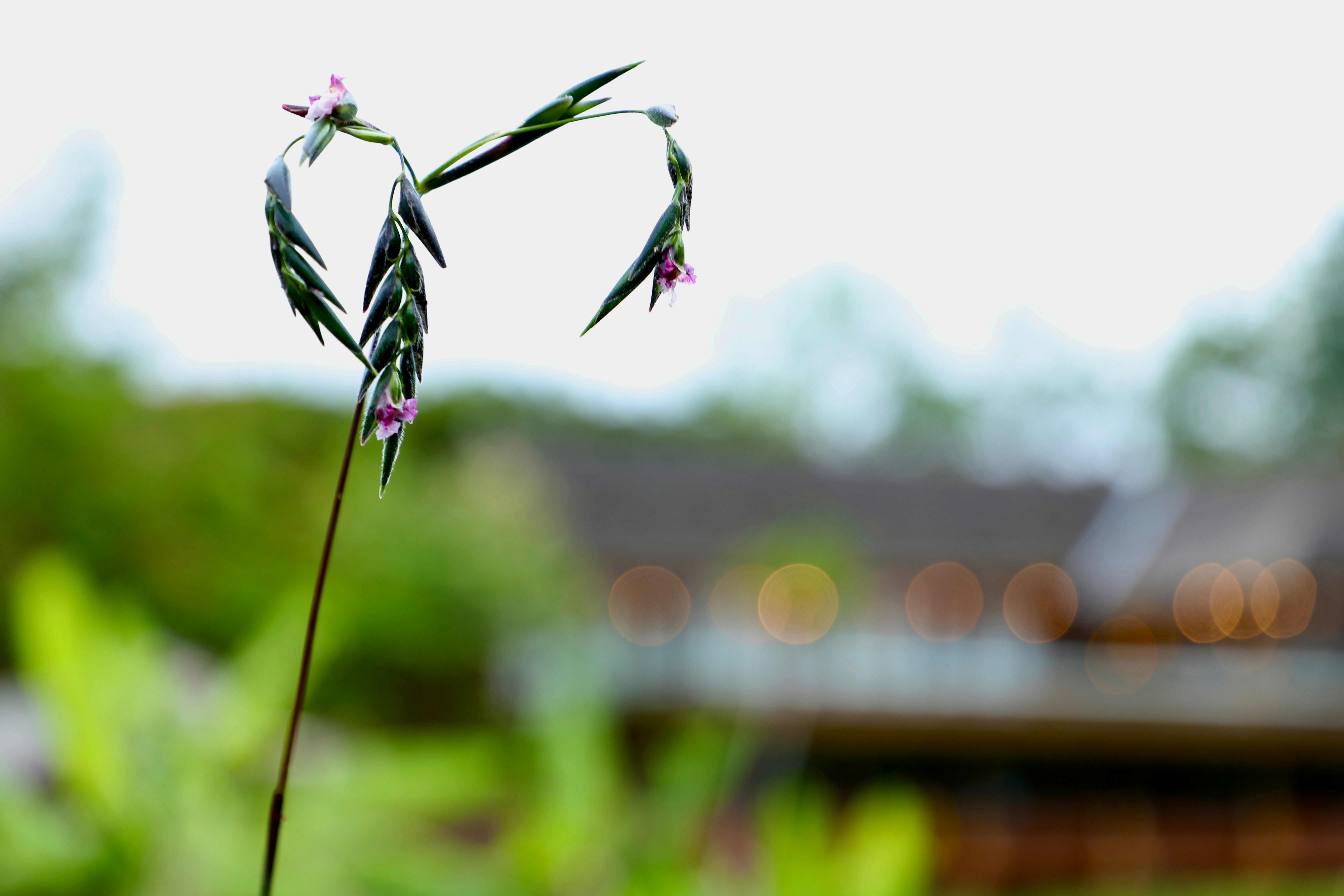 花のつぼみと細い茎が手前で揺れる庭の風景