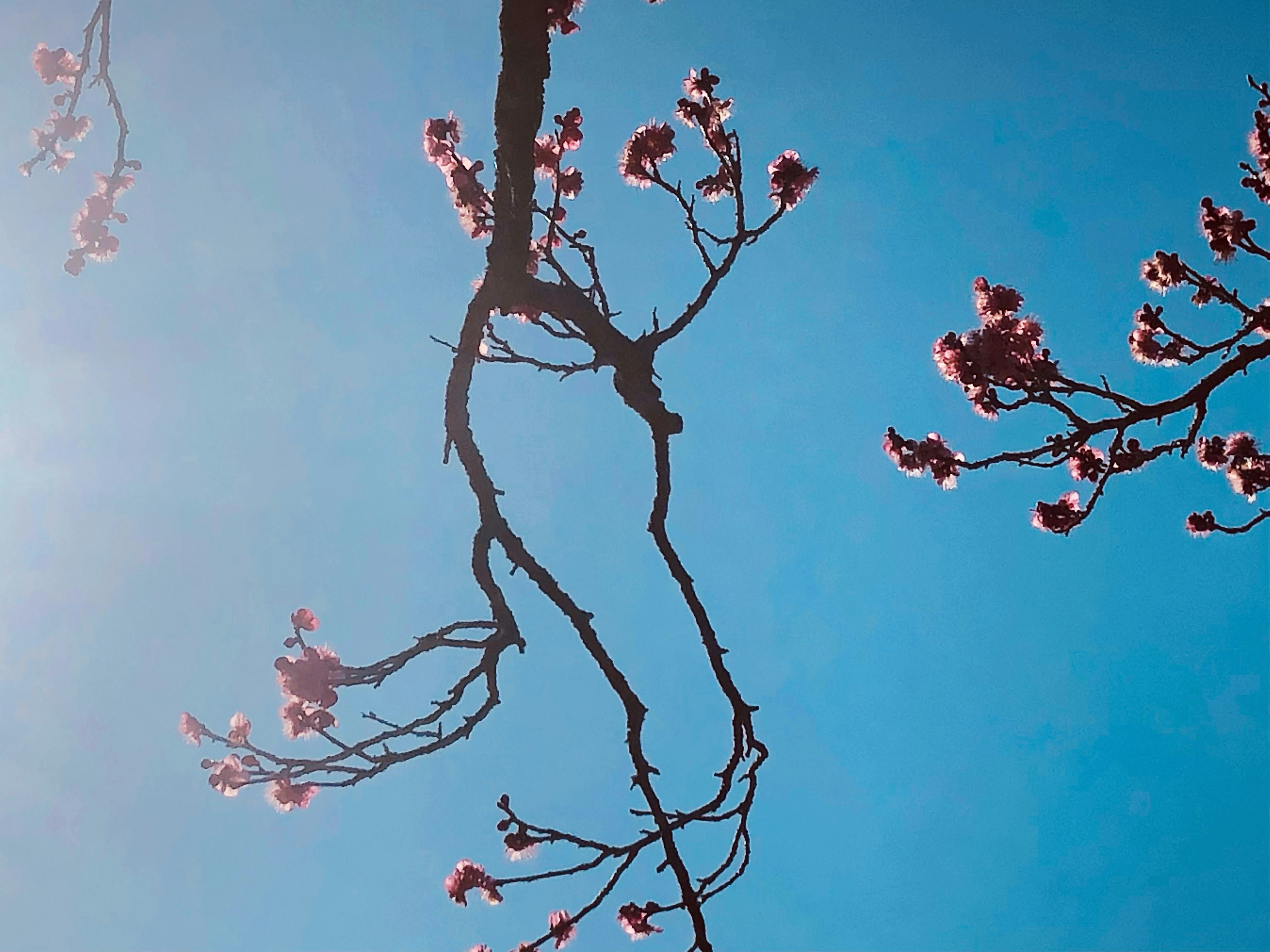 蓝天映衬下粉色梅花与枯枝