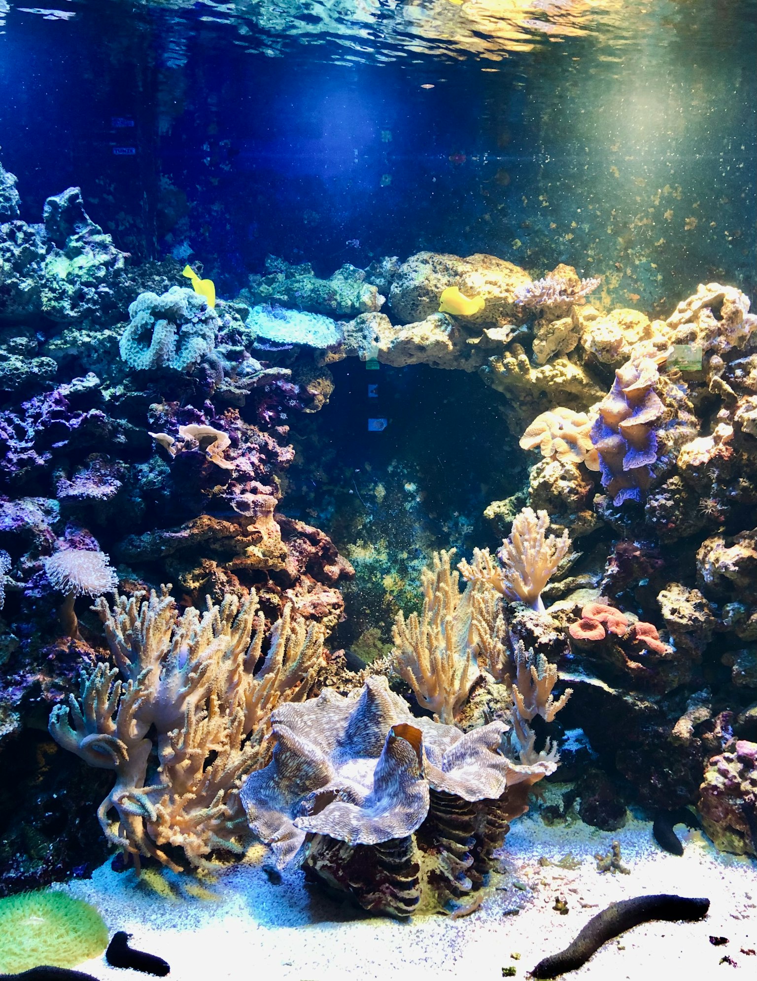 Escena submarina vibrante con coloridos arrecifes de coral y vida marina