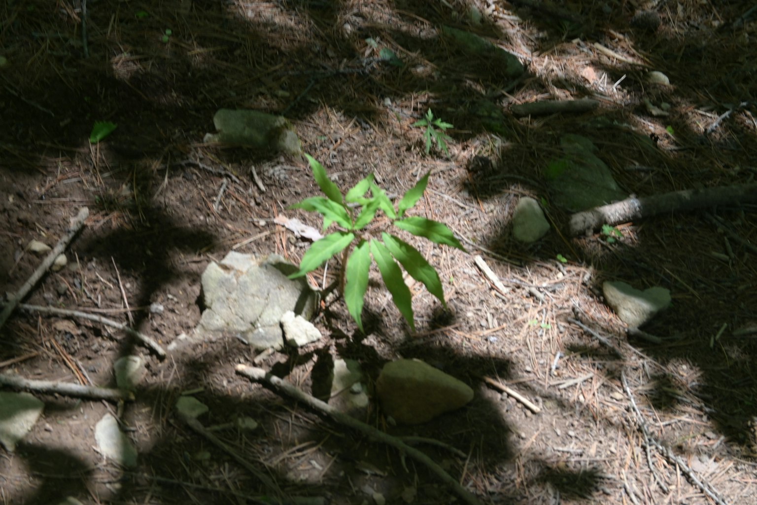 A small green plant growing on the ground surrounded by stones and shadows