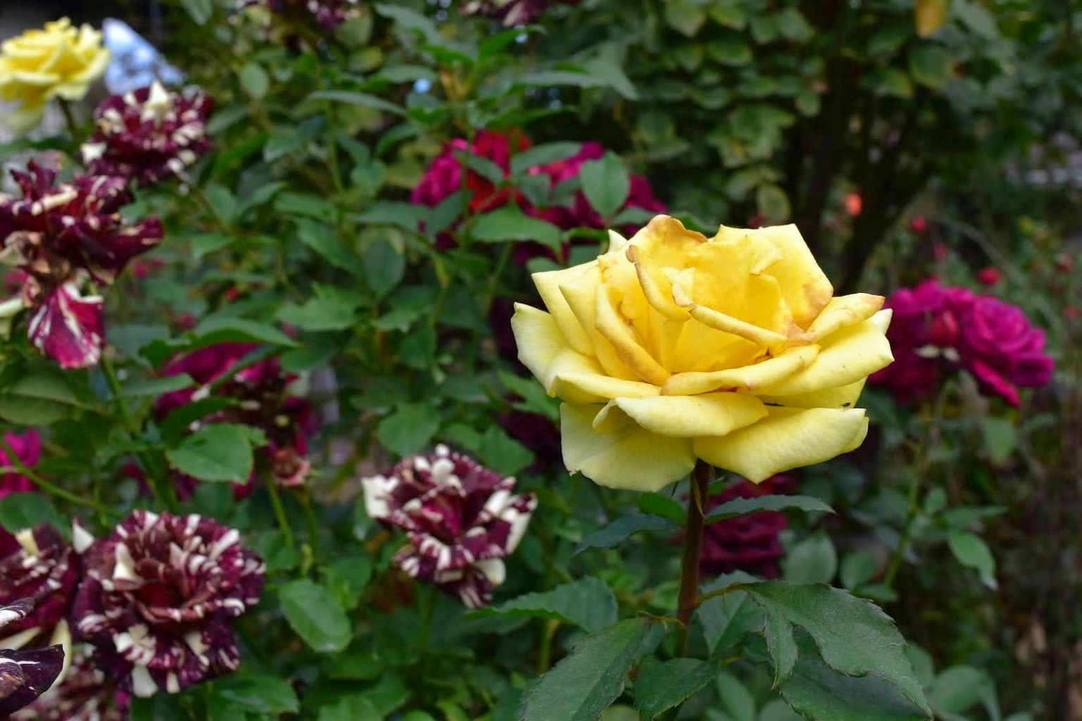 Une belle rose jaune entourée de fleurs bourgogne dans un jardin