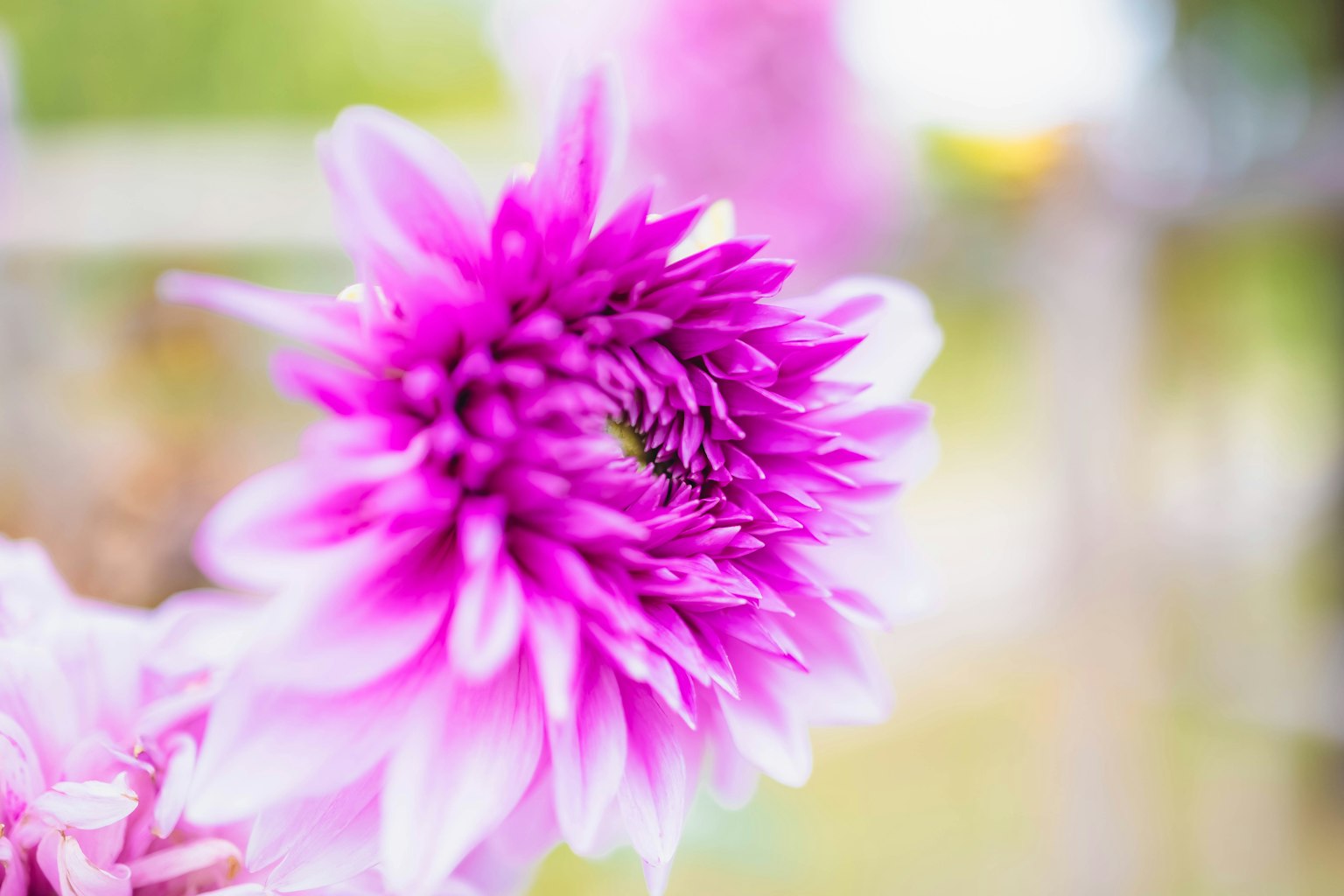 Fiore viola vivace con sfondo sfocato