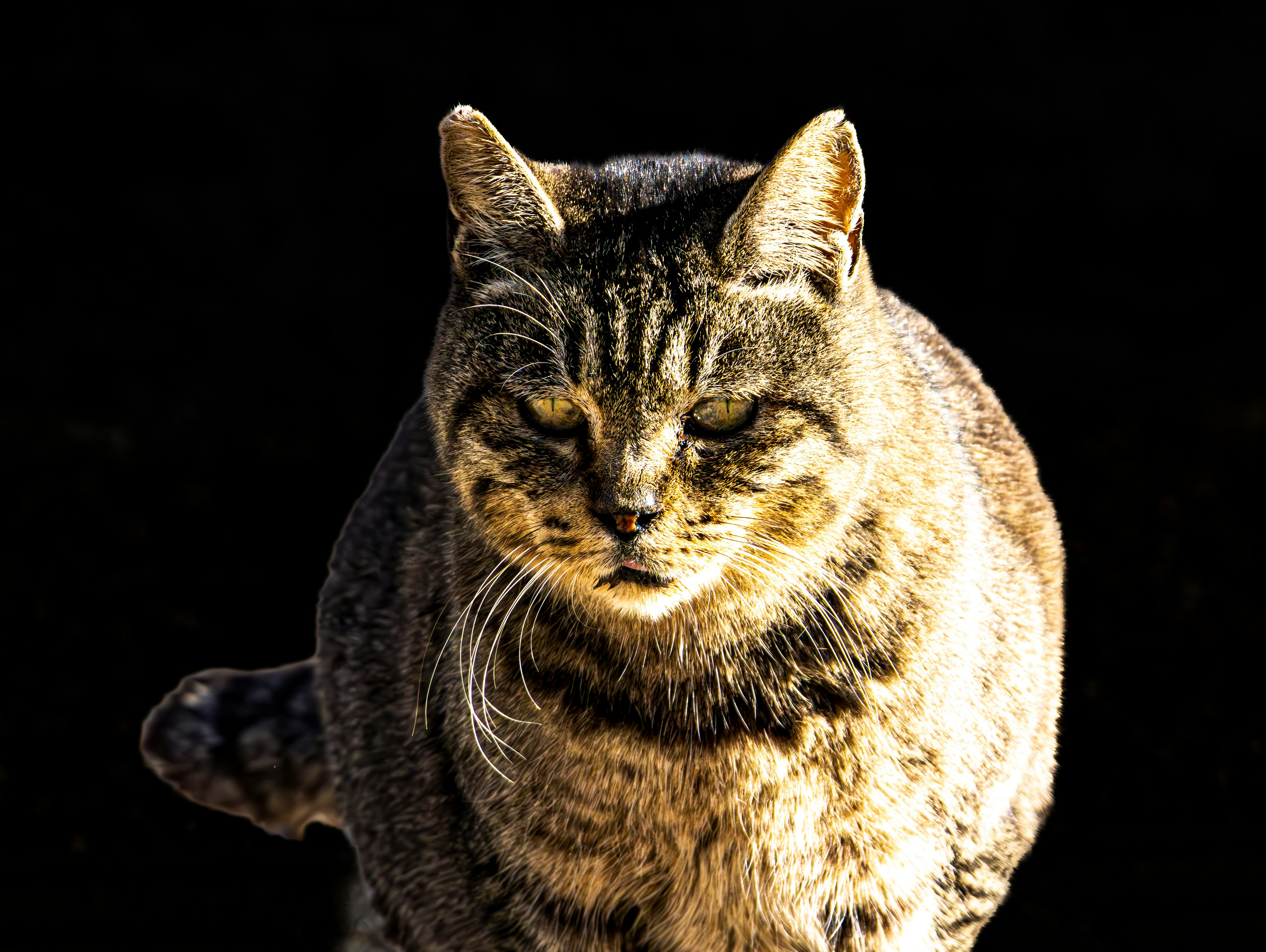 黒背景の三毛猫のアップ画像