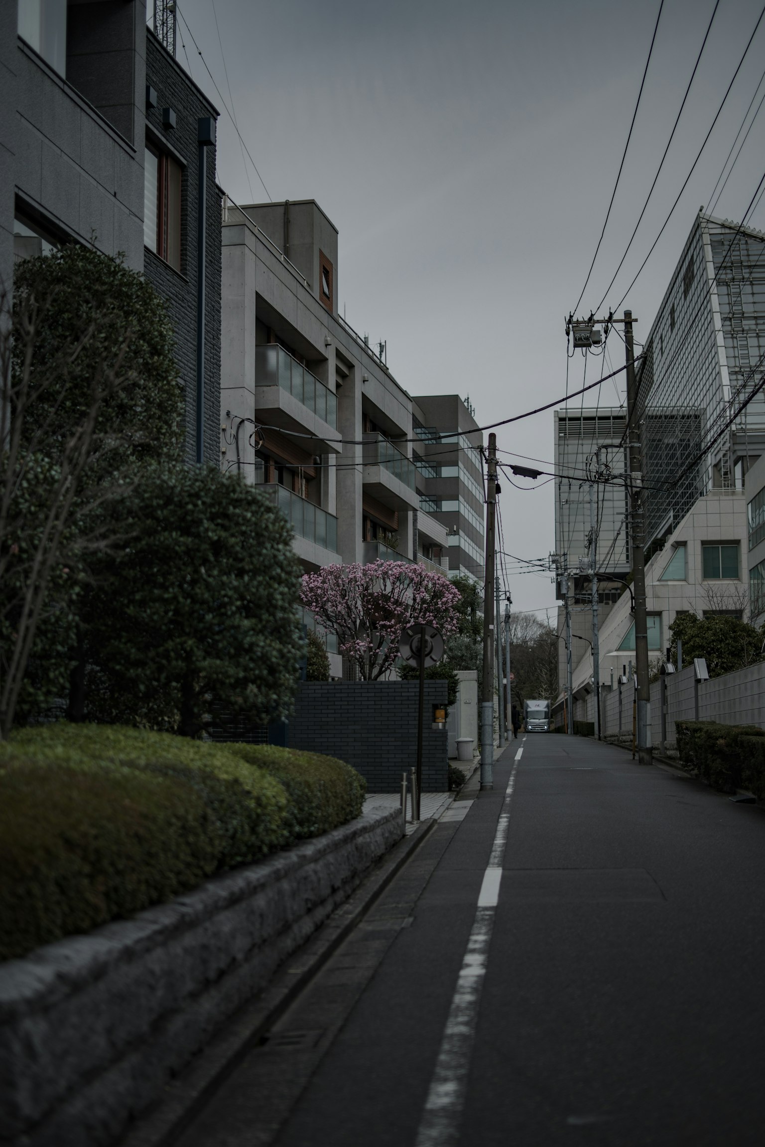 黑暗街道旁的现代建筑和樱花树