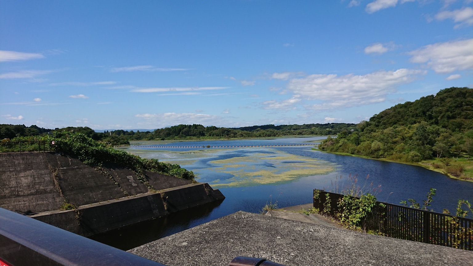 Vista escénica de un estanque con algas flotantes bajo un cielo azul y vegetación