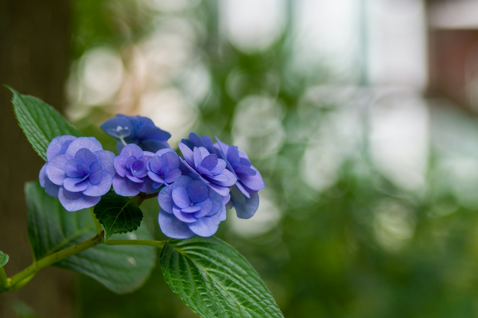 Racimo de flores moradas con hojas verdes contra un fondo borroso