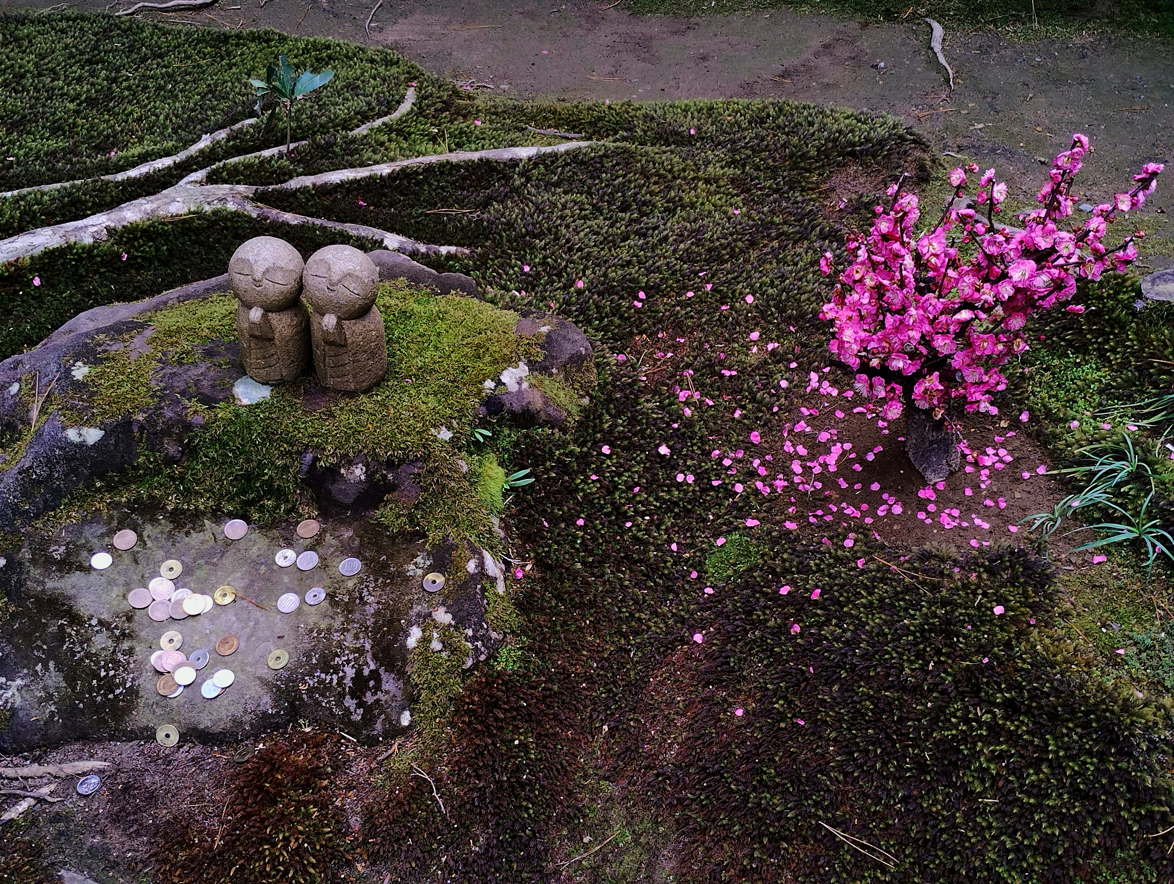 ทางเดินในสวนมอสพร้อมหินประดับและดอกไม้สีชมพู