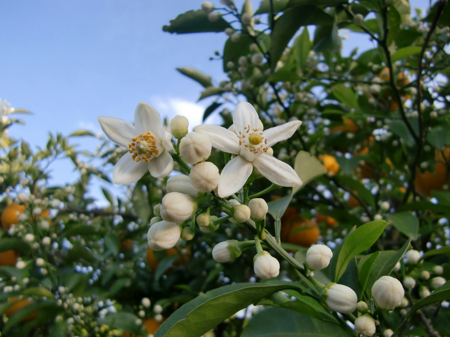 Weiße Blumen und Knospen an einem Orangenbaum vor blauem Himmel