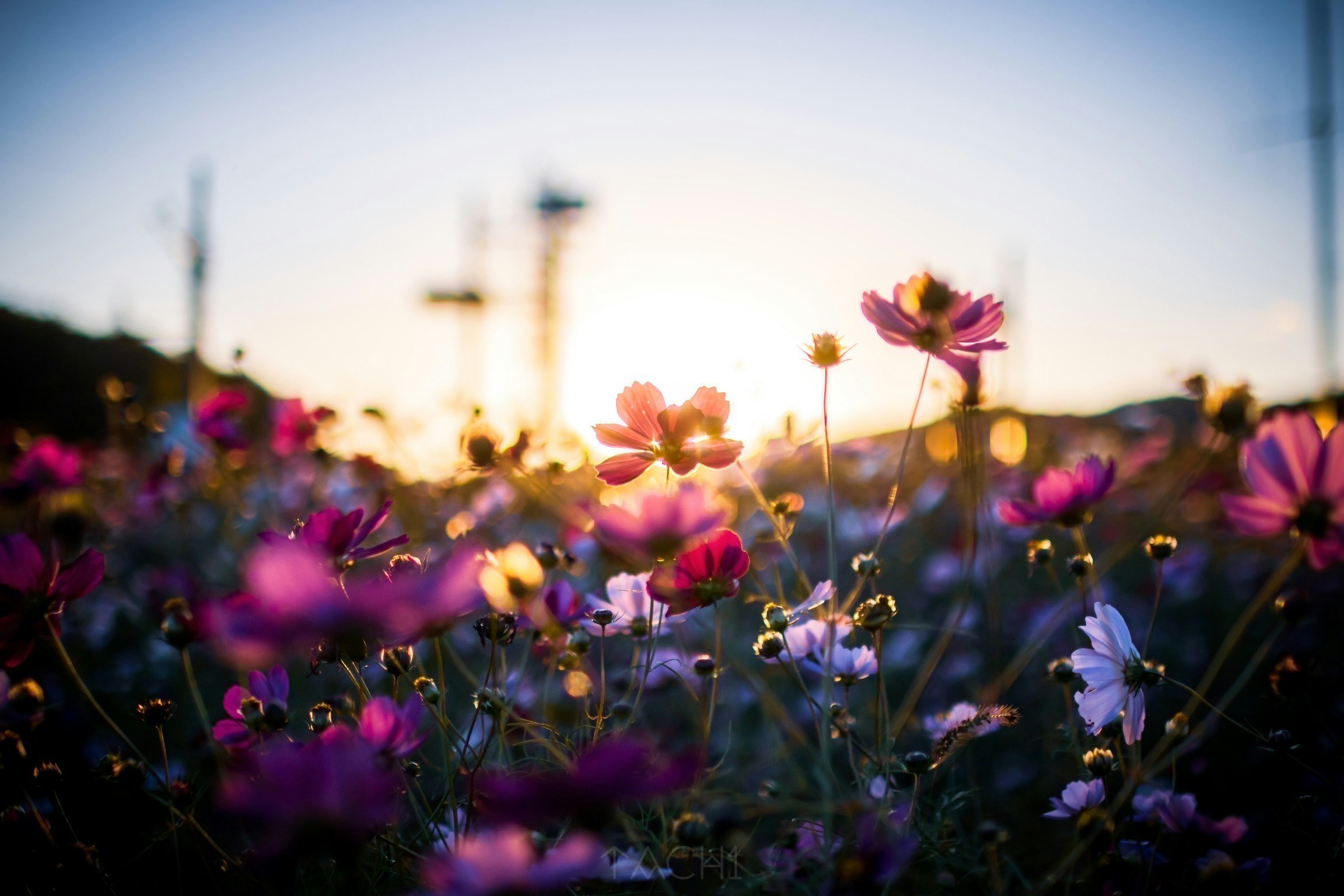 秋桜の花畑の夕暮れのような柔らかな光