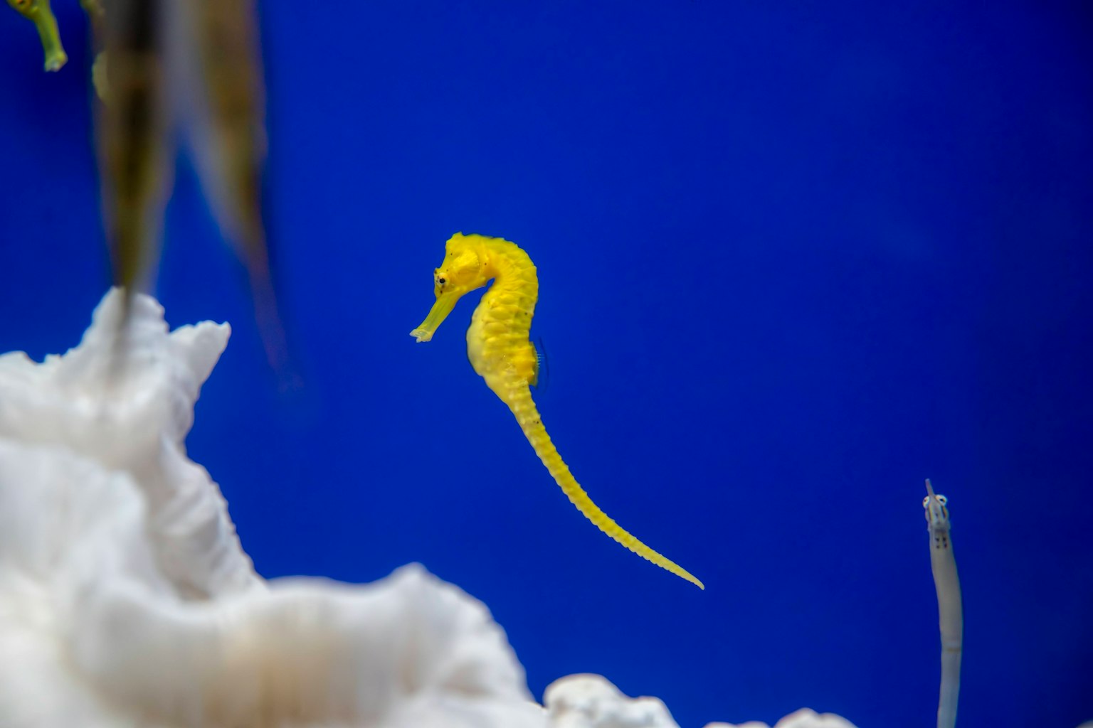 Gelber Seepferdchen schwimmt vor blauem Hintergrund