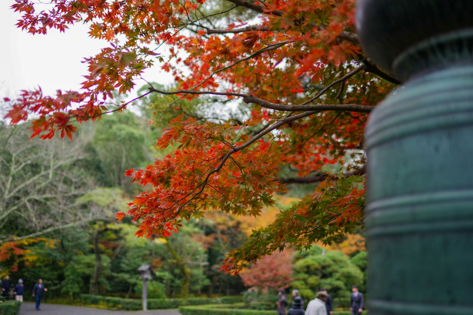 红叶树和花园风景