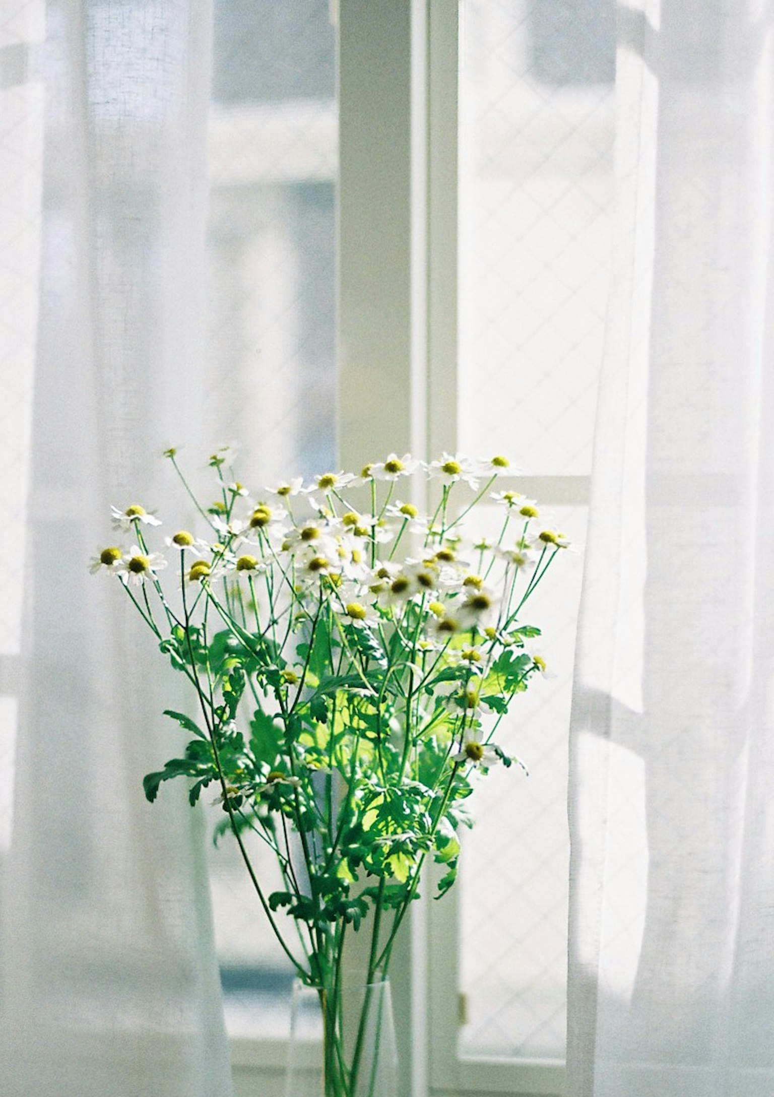 Un bouquet de fleurs blanches avec des tiges vertes placé près d'une fenêtre avec des rideaux transparents