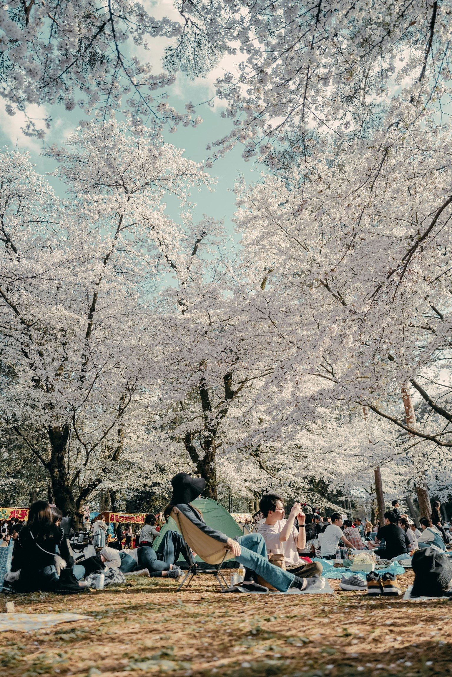 Gathering of people enjoying a picnic under cherry blossom trees