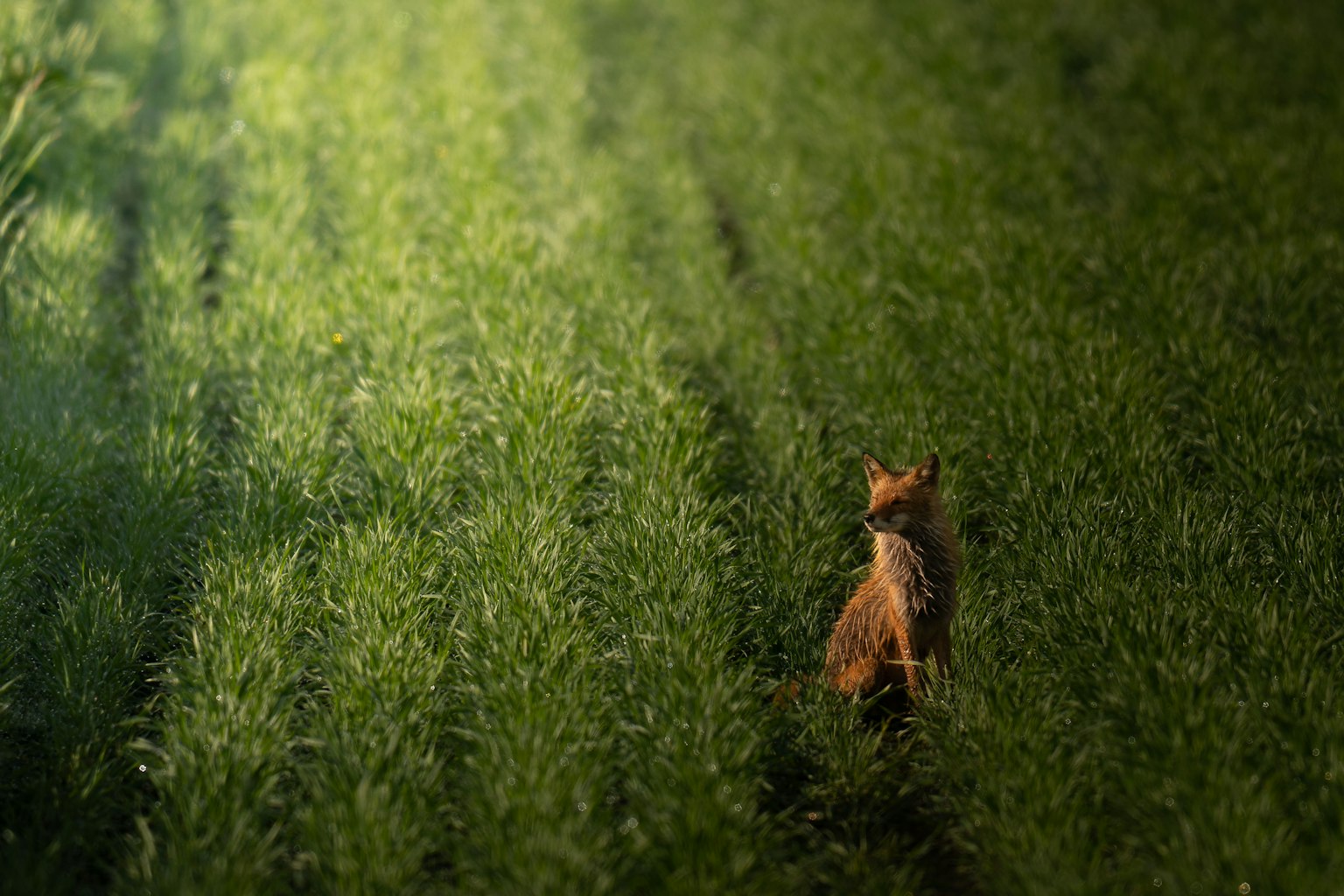 Un piccolo cane marrone che cammina in un campo verde